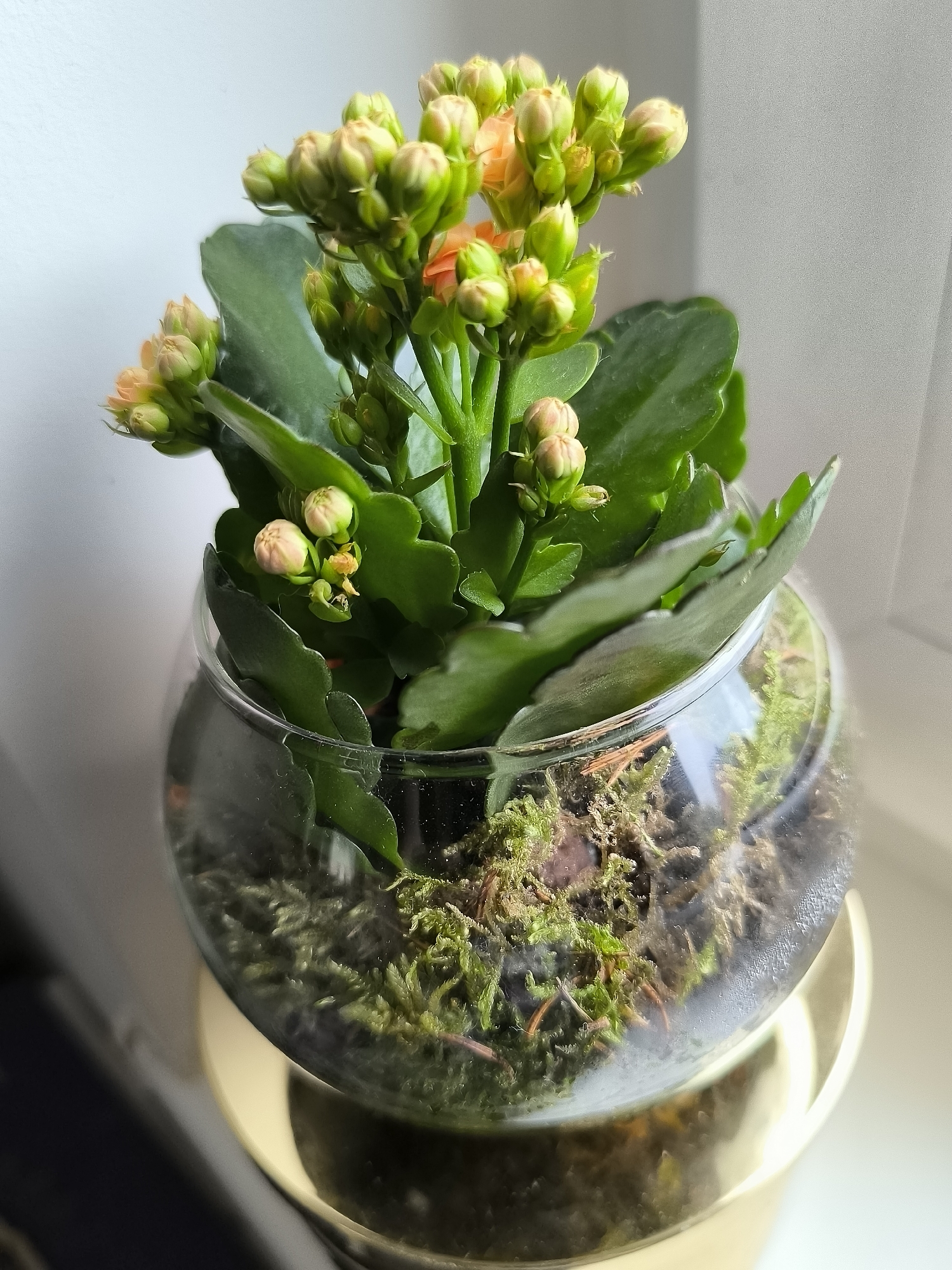 A close-up, low-angle shot showcases a small Kalanchoe plant in a glass terrarium with a gold base, positioned on a white windowsill. The plant features numerous small, unopened buds with a peachy-orange hue, interspersed with lush green leaves and stems. The terrarium contains a substrate of green moss and brown organic matter. The background is a blurred white wall and window. The scene is indoors, suggesting it is a domestic or office setting. There are no people or animals present.