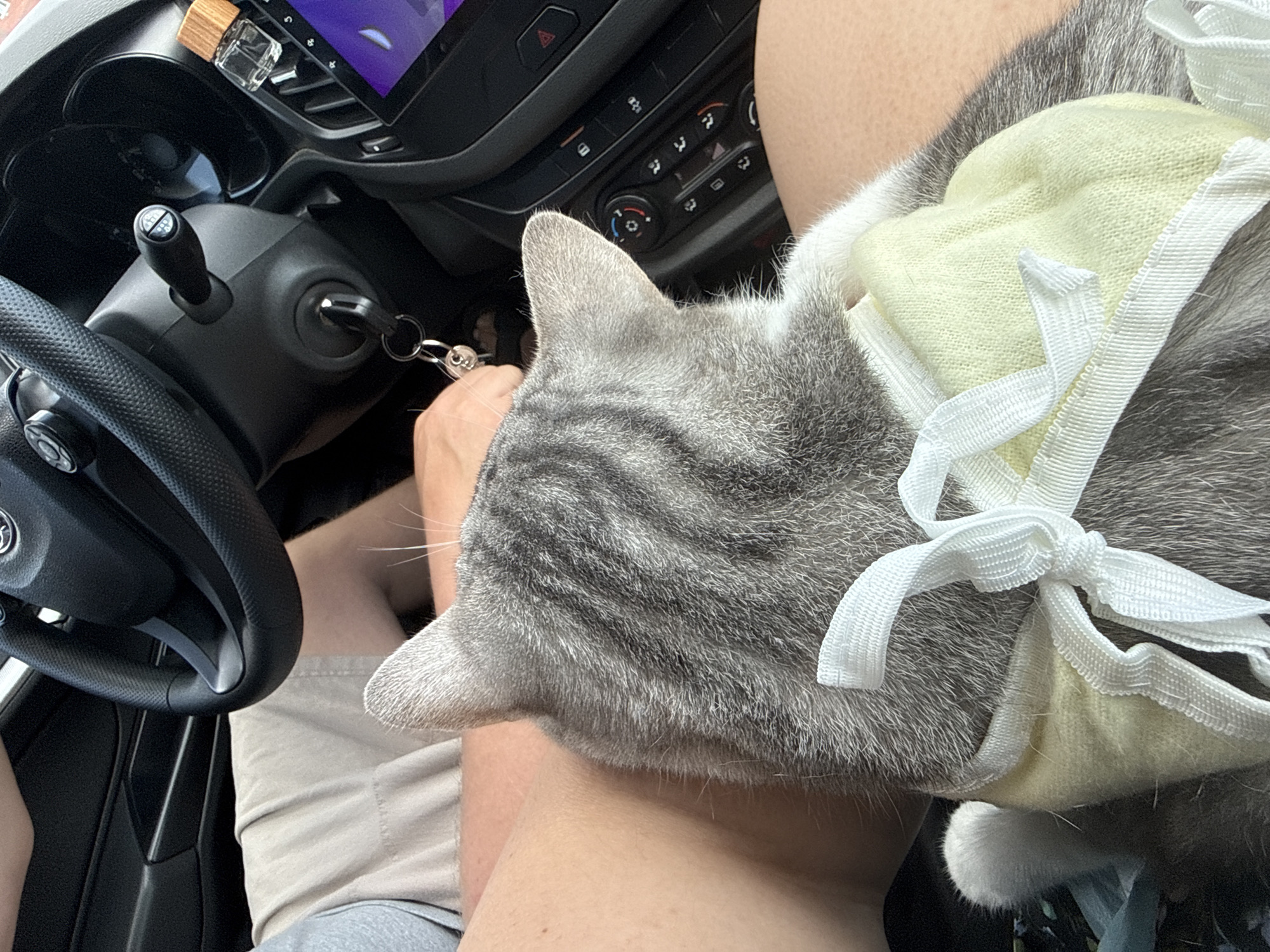 Inside the driver's seat of a car, the scene is dominated by a gray tabby cat wearing a yellow harness with white ties. The cat is positioned between the driver's legs and the steering wheel. The driver, wearing beige shorts and gray underwear, has their hand near the ignition key. The car's dashboard, steering wheel, and center console are visible. The image offers no indication of the city or country in which the photo was taken.