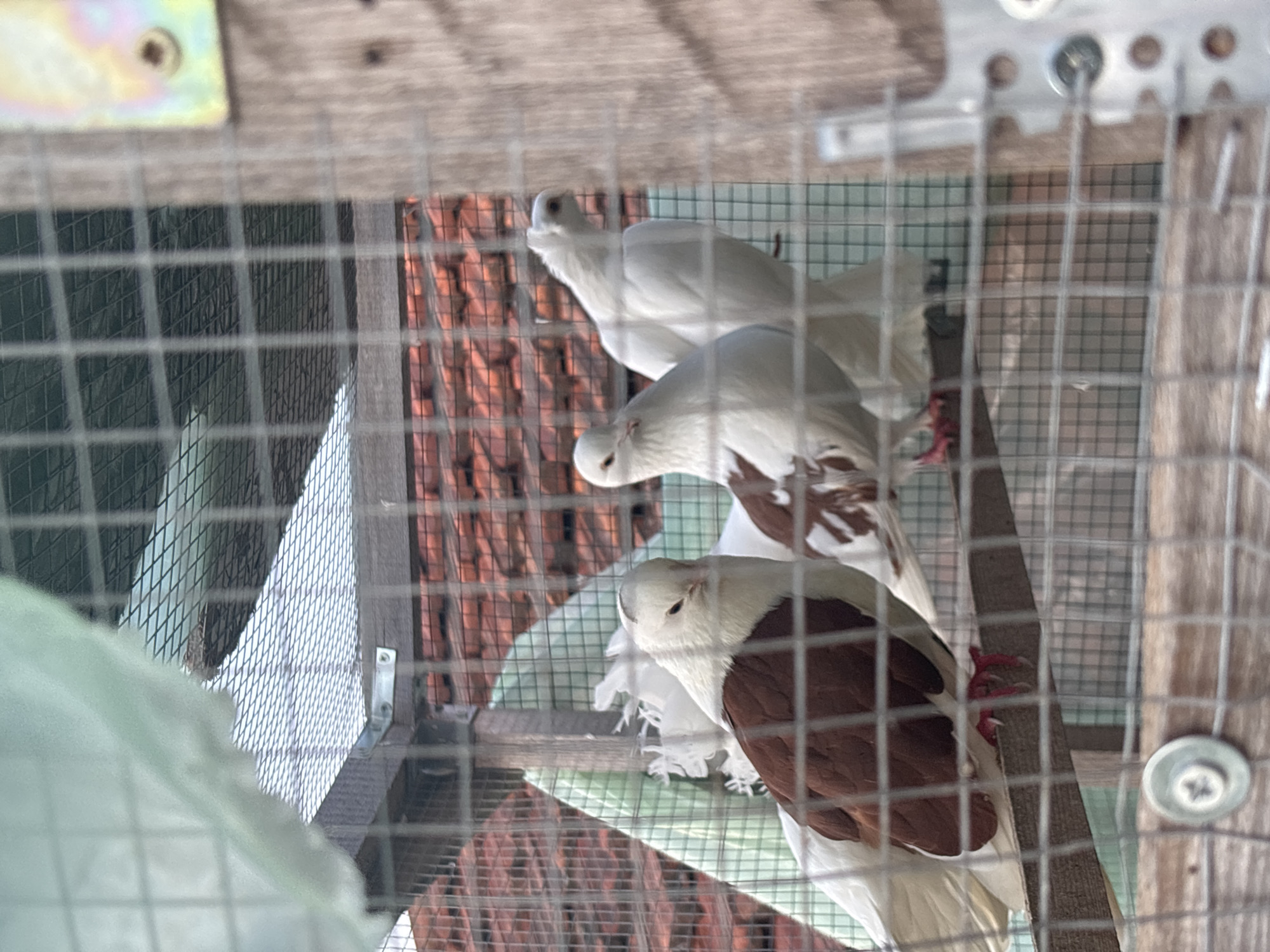 The image shows three pigeons inside a wire cage. Two pigeons are white, and one has brown and white plumage. The cage appears to be located outdoors, as red roof tiles are visible through the cage mesh in the background. The environment is blurry and difficult to discern due to the cage's wire mesh obstructing the view.