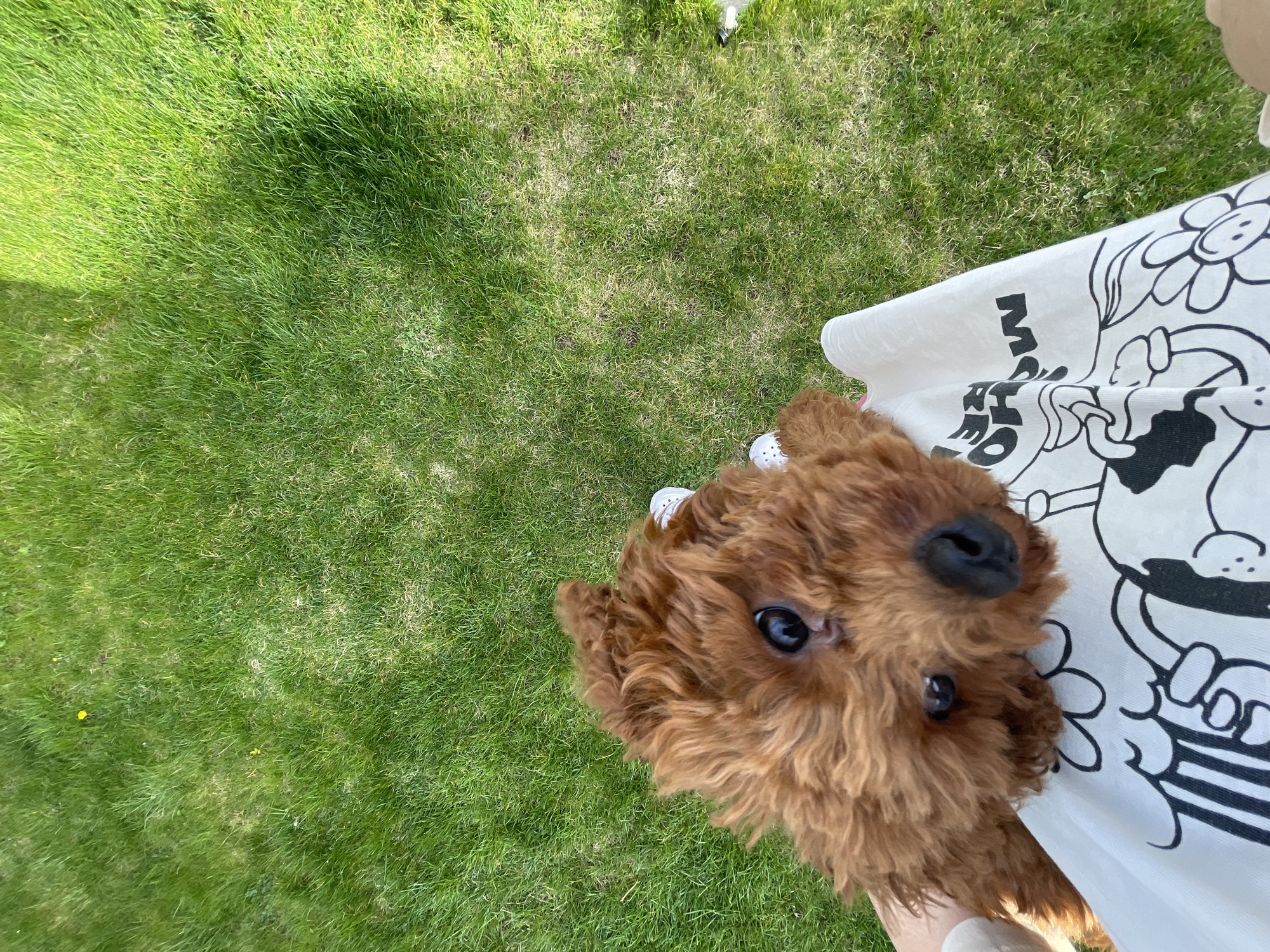 A medium, overhead shot shows a brown poodle resting in the lap of a person sitting on a lawn. The lawn is green, and the person is wearing a white shirt with a black-and-white cartoon design. The dog is looking up at the camera. The location is unspecified, but assumed to be in Sofia, Bulgaria.