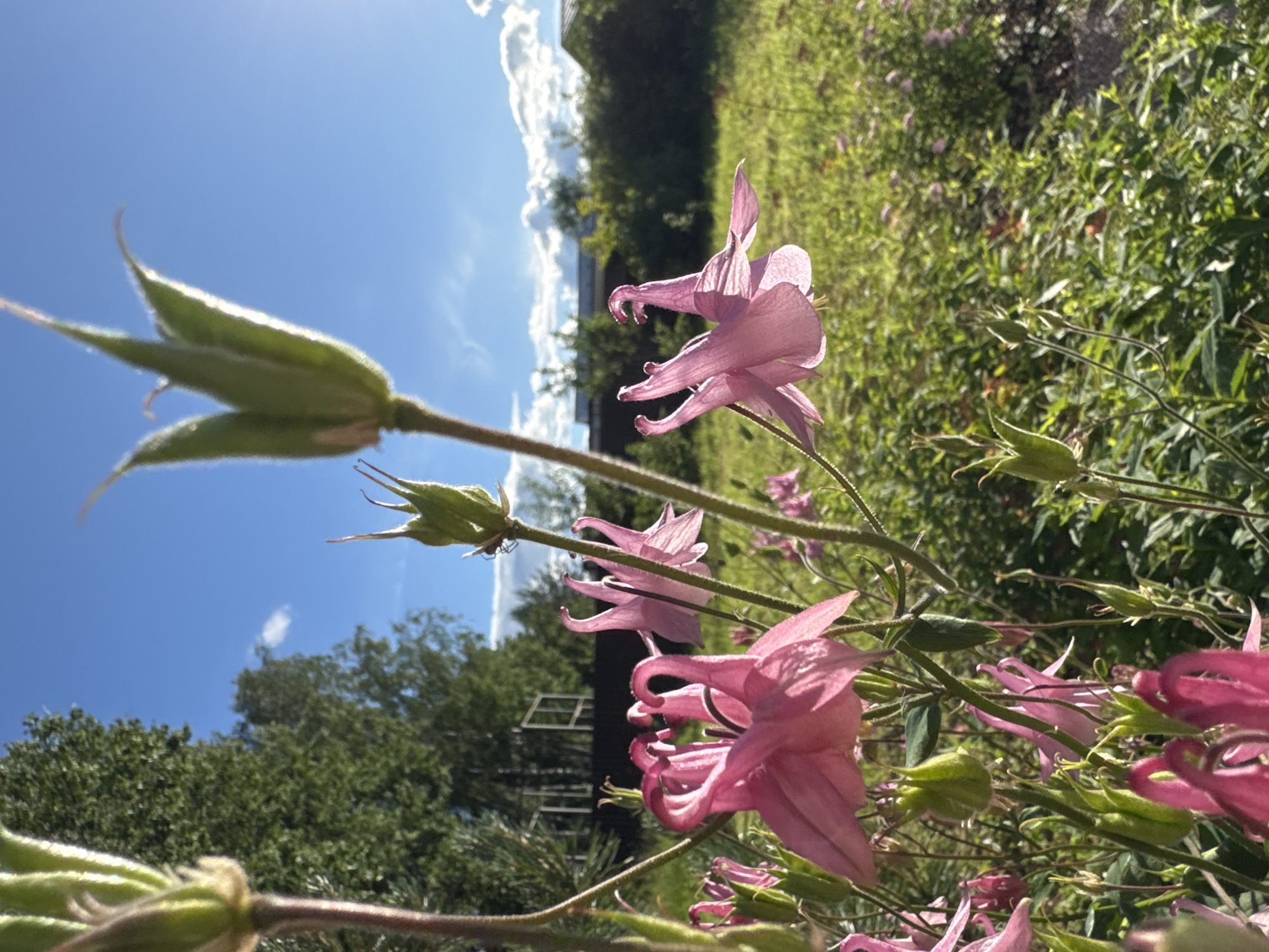 A close-up, low-angle shot captures pink columbine flowers in bloom against a bright blue sky. The flowers, with their distinctive spurred petals, are the primary subjects, with one in sharp focus in the foreground and others visible in the background. Green sepals and unopened buds are also present. Sunlight casts a bright glow, illuminating the delicate petals and creating a lens flare in the upper left quadrant of the image. In the middle ground, lush green foliage and trees form a natural backdrop. A hint of a building or structure can be seen between the trees. The overall scene suggests a sunny day in a garden or natural setting. The image evokes a feeling of a peaceful summer day. There is no visible text.