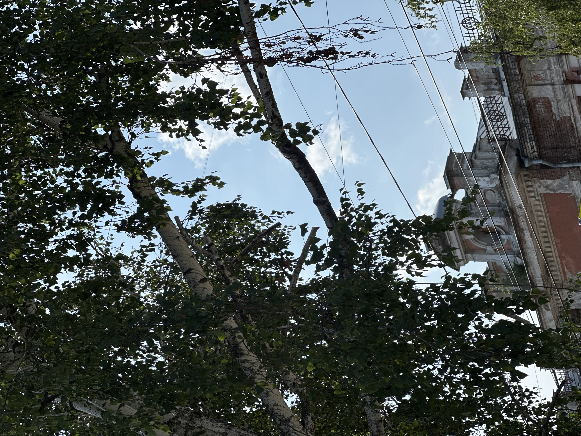 The image shows a close-up view of a birch tree's branches and leaves against a blue sky with scattered clouds. In the background, the upper facade of an old brick building is visible, featuring architectural details like decorative moldings, arched windows, and a wrought-iron railing. Electrical wires are strung across the frame. The scene appears to be an outdoor urban setting, likely in Biysk, Russia, given the context.