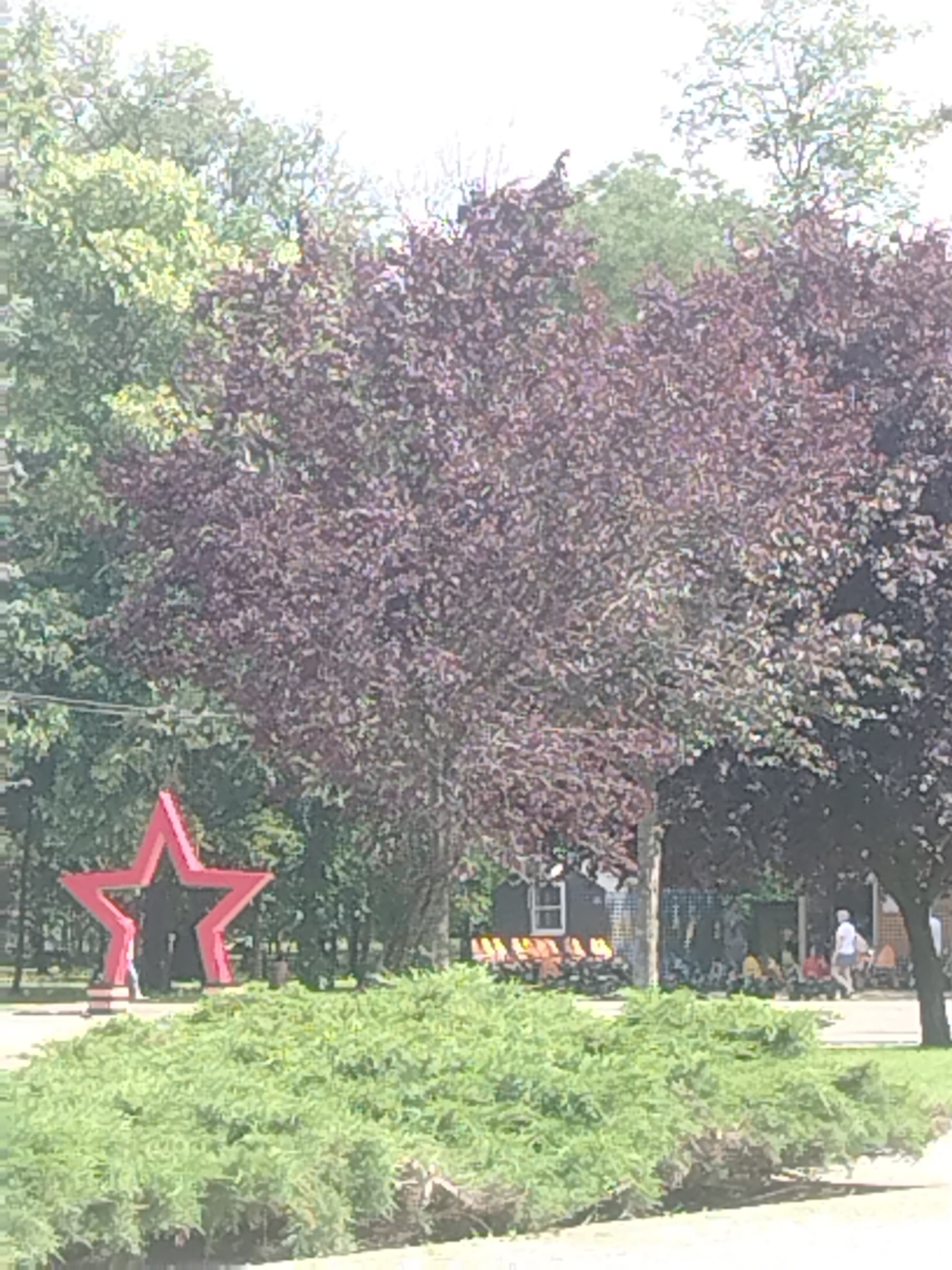 The image captures an outdoor scene with a prominent red star monument in the foreground, placed in front of lush green foliage. Behind the star, a large tree with dark purple leaves dominates the mid-ground, with a smaller green tree to its left. In the background, a building with windows and an awning is visible, with several people gathered in front of it. A person in a white t-shirt and blue shorts is walking towards the right of the frame, and other individuals are seated or standing. The overall environment appears to be a park or public space.
