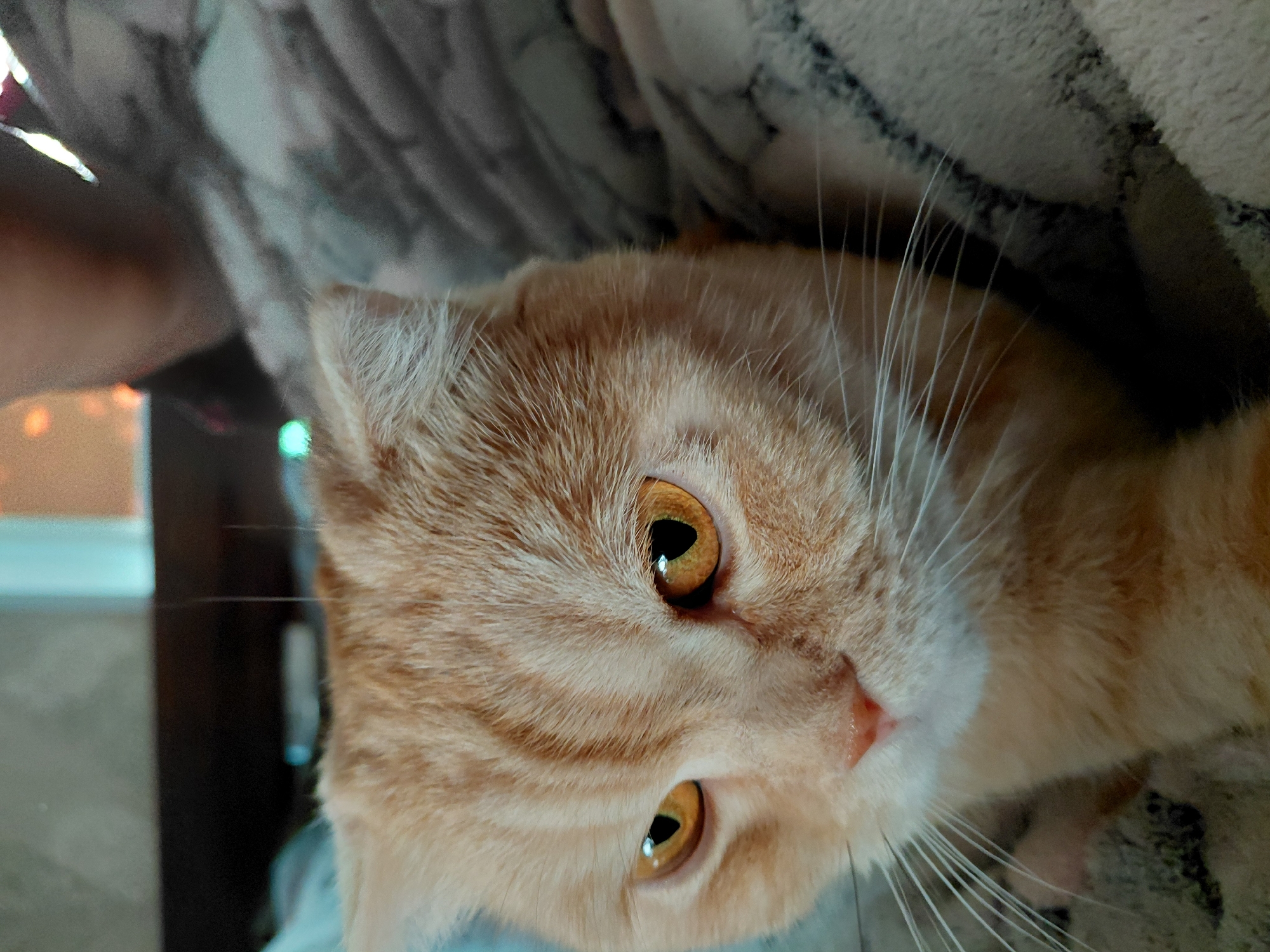 A close-up shot focuses on the face of an orange tabby cat. The cat's eyes, a striking amber color, are wide open, and its gaze is directed slightly to the left of the camera. Its fur is short and striped with darker orange markings. The cat's nose is a soft pink, and prominent white whiskers extend outwards from its muzzle. The cat appears to be resting on a soft, textured blanket with a patterned design in shades of gray and white. The background is blurred, showing a dark surface and some indistinct lights, suggesting an indoor setting. The overall impression is that of a relaxed or alert pet in a comfortable environment.