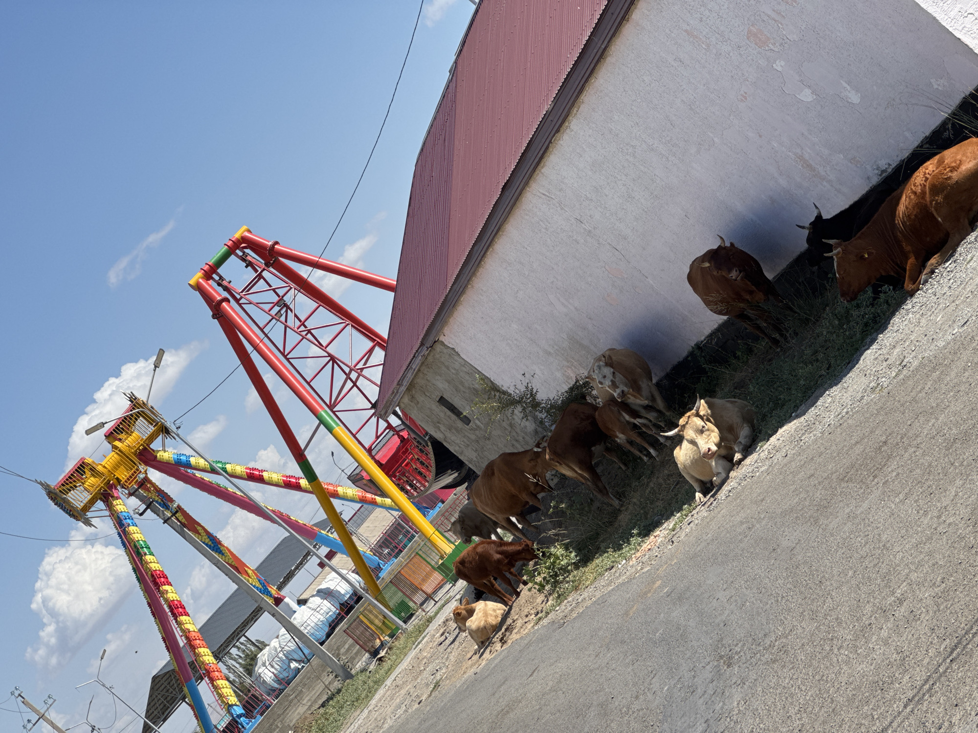 The image shows a rural scene outside of Zharbulak, Kazakhstan. In the background, a large, colorful amusement park ride, possibly a swing ride, is visible under a blue sky with scattered clouds. In the foreground, several cows are grazing or resting near a white building with a red metal roof. A paved road runs alongside the grassy area where the cows are located. The overall scene suggests a blend of agricultural life and leisure facilities.