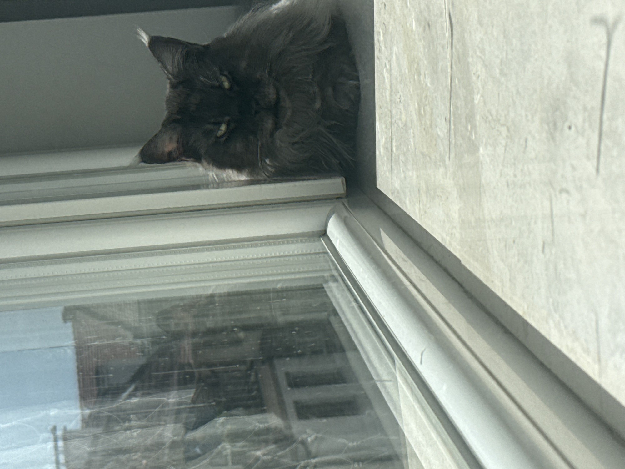 A dark-haired cat rests its head on a window ledge, peering out from the top of the frame. The window has a multi-layered frame. A light-colored wall is visible to the right of the window. The location is Unknown, Unknown.