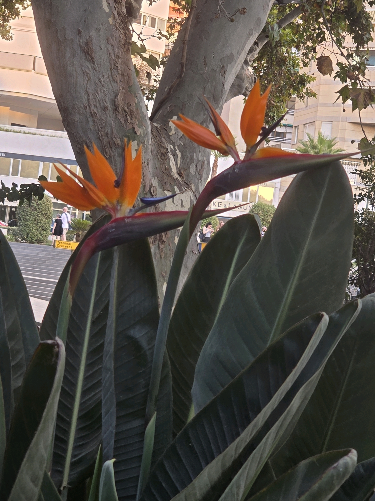 The image captures a close-up view of two Strelitzia flowers, commonly known as Bird of Paradise flowers, in the foreground, obscuring much of the background. Their vibrant orange petals and blue accents are sharply defined against the dark green of their large, broad leaves. Behind the foliage, a mature tree trunk with textured bark dominates the mid-ground. Further back, blurred figures of people are visible on a paved area with steps. A yellow sign, partially obscured, reads "Terminal Cruceros," indicating the location is near a cruise terminal. The background also shows elements of urban architecture, including building facades with windows and balconies, suggesting an outdoor setting in a city. The lighting indicates it is either early morning or late afternoon. The presence of the "Terminal Cruceros" sign strongly suggests this scene is located at the Port of Málaga, Spain, a common area for Strelitzia plants due to the climate.