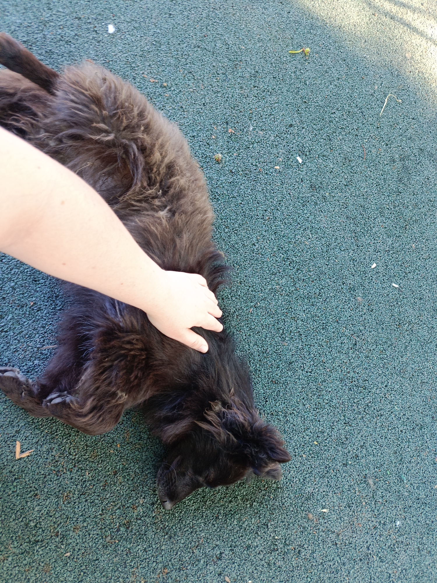A person's hand rests on the fluffy, dark brown fur of a dog lying on its back on a green, pebbled surface. The dog's body is curled, with its legs extended and its head turned to the right. The surface appears to be an outdoor play area, possibly a park. The lighting suggests it is daytime, with shadows visible on the ground.
