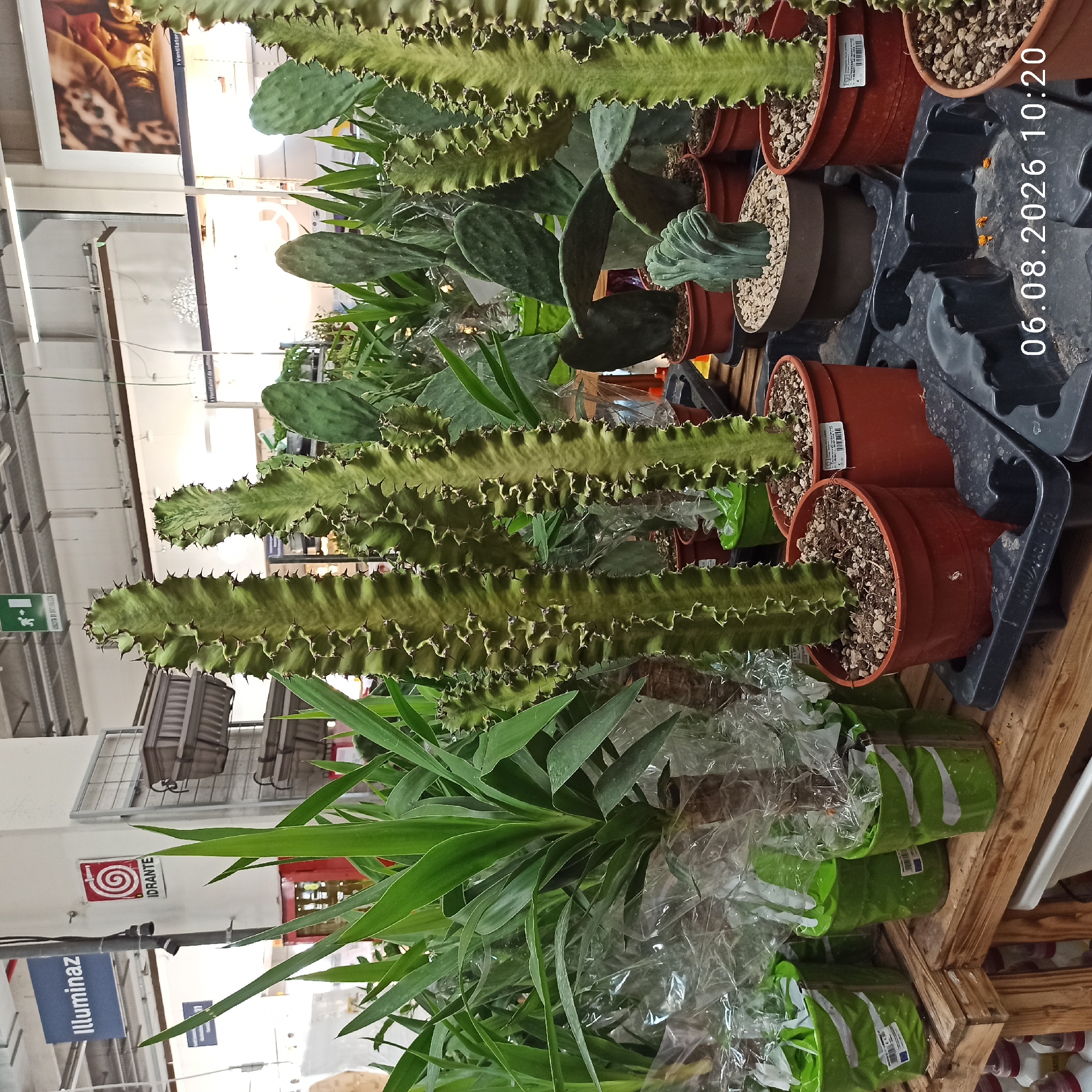 The image shows a display of various potted plants, primarily cacti and succulents, in what appears to be a garden center or nursery. In the background, there are signs indicating "Illuminaz" and "IDRANTE" (fire hydrant), suggesting a retail environment. The lighting is typical of an indoor commercial space, with overhead fixtures. A timestamp "06.08.2026 10:20" is visible in the lower right corner. The presence of specific Italian signage suggests this location is in Italy, possibly Bari, given the prompt. There are no people visible in the image.