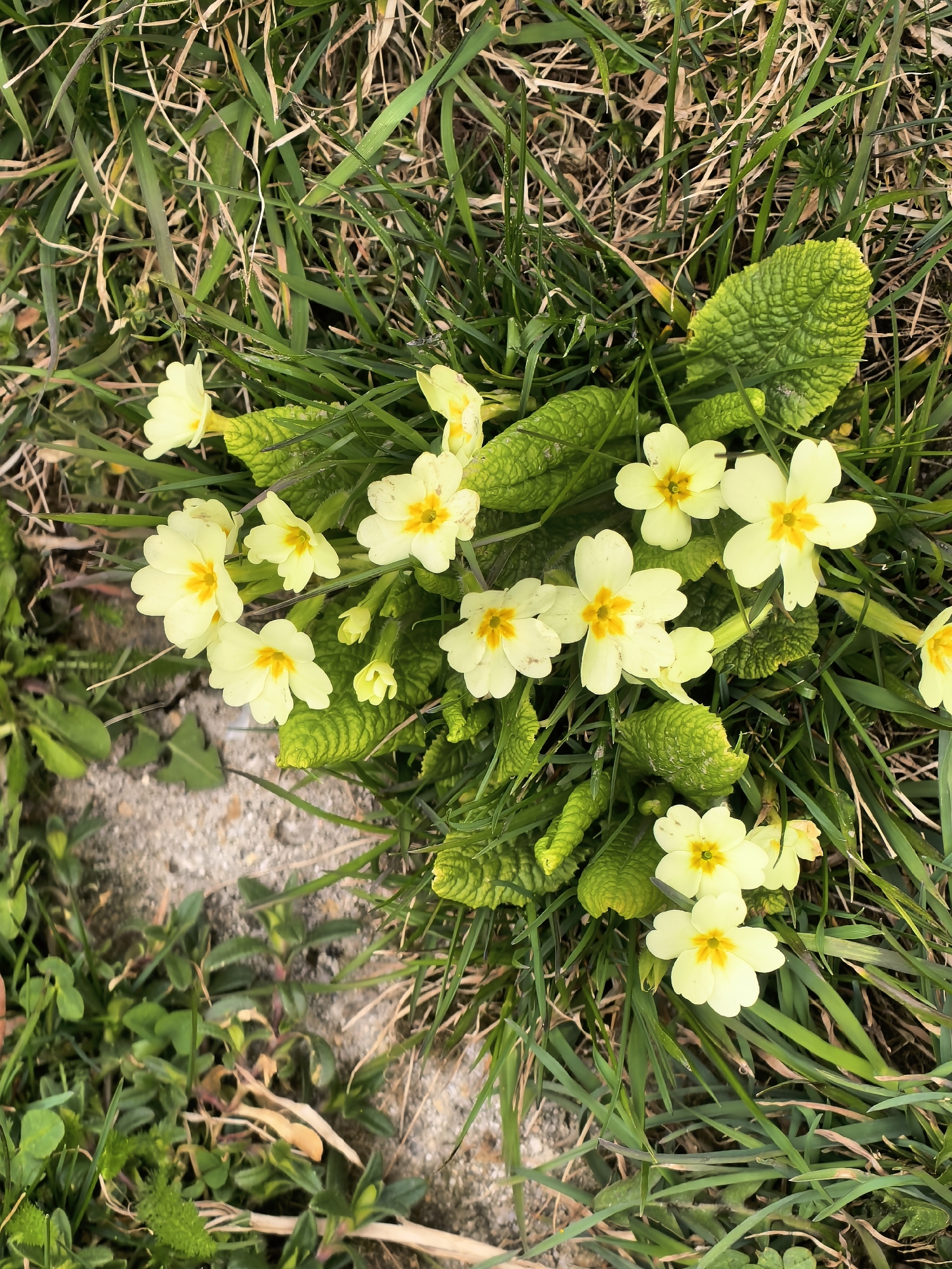The image shows a cluster of yellow primrose flowers with orange centers growing in a patch of green grass and dry, brown grass. A small patch of concrete or dirt is visible to the left of the flowers. The location is unspecified.