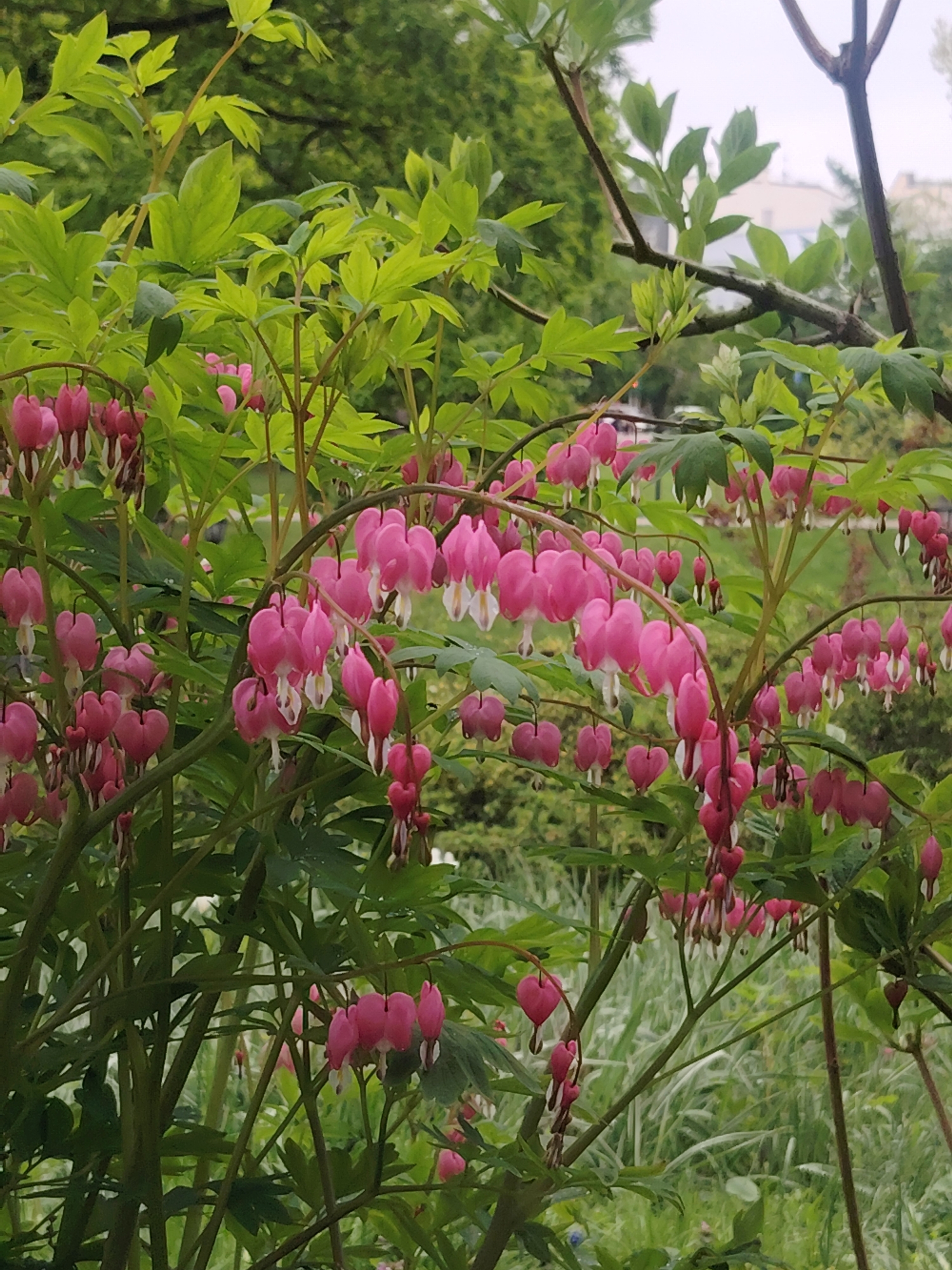 The image shows a vibrant display of bleeding heart flowers (Dicentra spectabilis) in full bloom. The flowers are predominantly pink with white accents and hang gracefully from arching stems. The plants are surrounded by lush green foliage, creating a dense and verdant backdrop. In the background, indistinct trees and a building suggest an urban park or garden setting. Given the reference to Riga, Latvia, it is likely that the image was taken in a garden or park within the city. There are no people visible in the image.