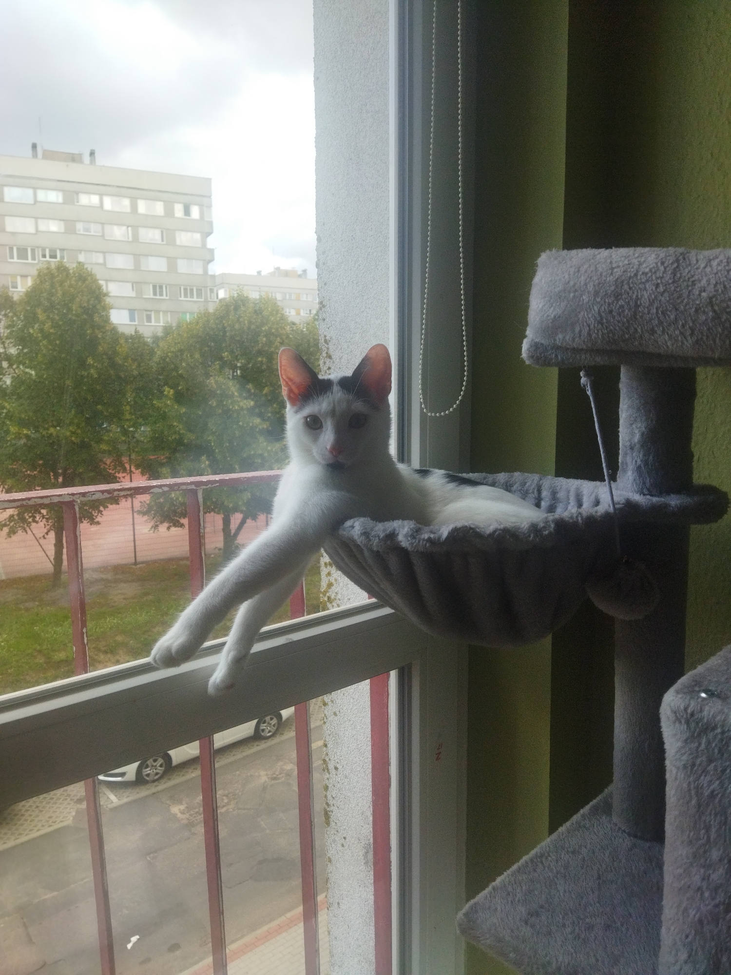 A black and white cat is resting in a gray hammock attached to a multi-level cat tree. The cat tree is positioned indoors next to a window. The window overlooks a balcony with red railings, trees, and apartment buildings in the background. A white car is parked on the street visible below the balcony. The image is taken from an indoor perspective, looking outwards. The overall lighting suggests it is daytime.