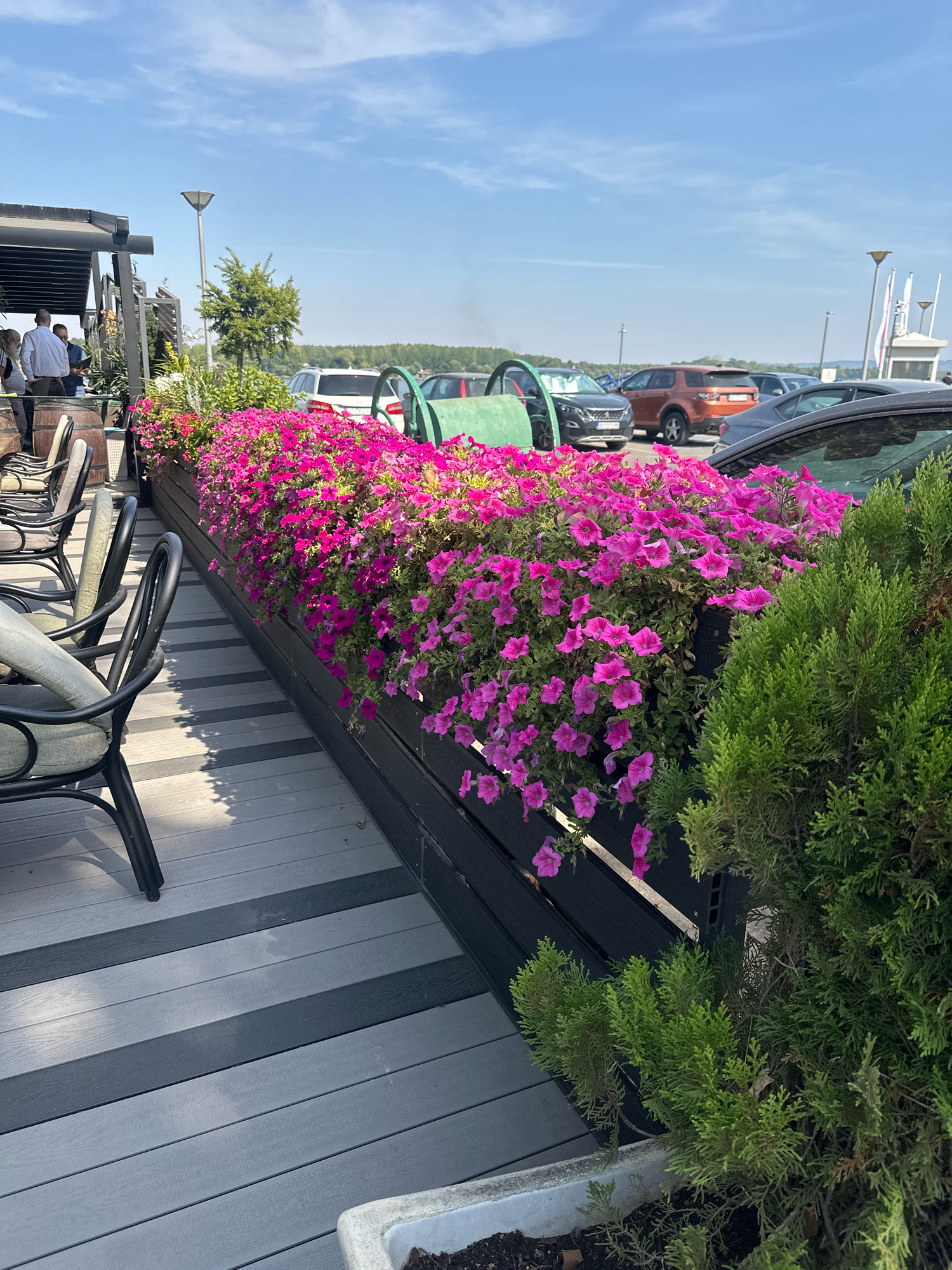 The image depicts an outdoor seating area at a waterfront establishment in Belgrade, Serbia, likely a restaurant or cafe. In the foreground, a row of chairs with grey cushions is arranged on a wooden deck made of alternating grey and dark grey planks. A long, dark planter box filled with vibrant pink petunias runs along the edge of the deck, creating a colorful border. To the right of the planter, a lush green shrub adds to the natural elements.
In the middle ground, several cars are parked, including a white SUV, a dark gray sedan, an orange SUV, and a dark-colored hatchback. A green metal structure, possibly part of an outdoor play area or decorative element, is visible between some of the cars. A lamppost stands behind the planter box.
In the background, a body of water is suggested by the distant treeline and the clear sky. On the far right, a white structure with flags suggests a small building or kiosk, possibly related to boat services or waterfront amenities. A few people are visible in the upper left quadrant of the image, standing under a dark canopy structure, seemingly engaged in conversation or serving customers. The overall scene suggests a pleasant, sunny day at a relaxed outdoor venue.