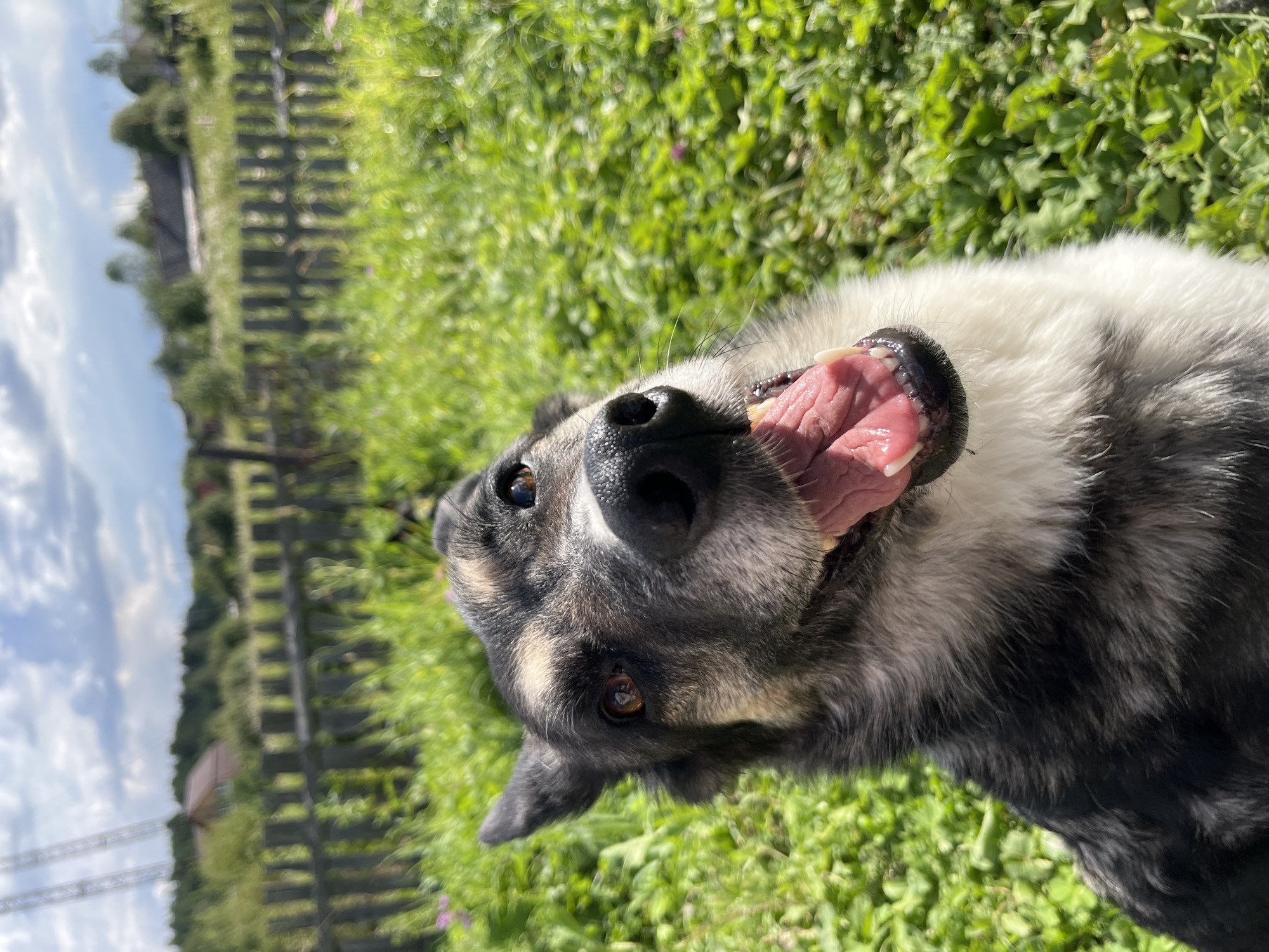 A close-up, eye-level, medium shot captures a fluffy dog in focus, outdoors, on a sunny day. The dog's head is tilted and its mouth is open, showing its tongue and teeth. Its fur is a mix of black, gray, and white. The background is blurred, with green grass, a wooden fence, and some buildings visible. The sky is partly cloudy. The location is identified as a village in Nizhny Tagil, Russia, based on the presence of a wooden fence and traditional rural architecture.