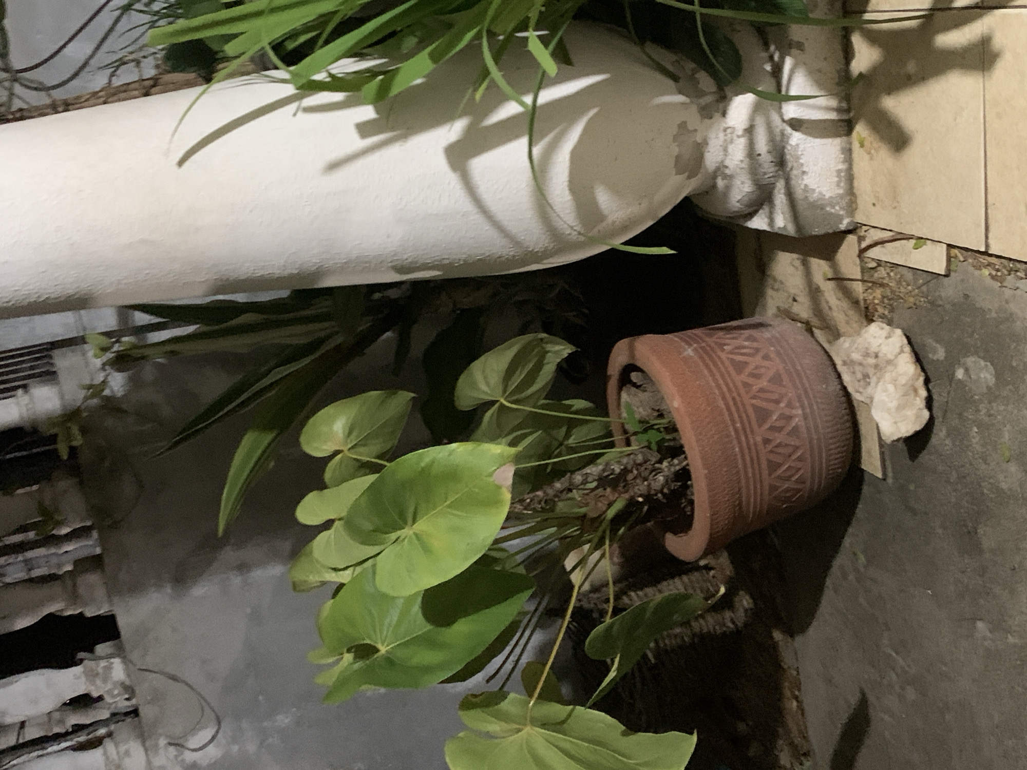The image captures a static, low-light outdoor scene in Santa Ana, Venezuela, featuring a collection of plants and weathered architectural elements. A large, white, cylindrical concrete or stone structure, possibly a pillar or a thick pipe, dominates the upper section of the frame, lying horizontally. Its textured surface shows shadows cast from nearby foliage.
Below and to the right of this structure, a terracotta pot with an etched geometric pattern around its rim is partially visible, appearing to be tilted or resting on its side. A vibrant green plant with several large, prominent heart-shaped leaves, likely an Anthurium, grows from this pot, with its foliage extending towards the left and bottom of the frame. Other slender, long-leafed green plants are also present, some emerging from behind the white structure and others mingling with the potted plant.
The surrounding surfaces consist of concrete or stone, appearing textured and slightly worn, consistent with an outdoor environment. To the right of the terracotta pot, a rough, light-colored stone or rock is situated on the ground. The lighting is dim throughout the scene, suggesting either an evening or nighttime setting illuminated by a subtle light source, or a heavily shaded area during daylight hours. No specific activity is occurring, and there is no visible text within the image. The overall impression is that of a naturalized or somewhat overgrown corner, possibly a garden or patio.