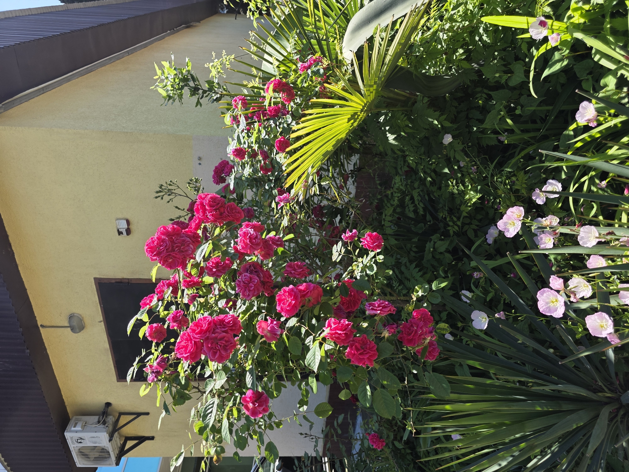 The image captures a vibrant, sunlit outdoor scene, featuring a profusion of colorful flowers and lush greenery set against a light-colored building. The scene is oriented vertically, with the building on the left and the garden on the right.
A large bush of deep pink to fuchsia-colored roses dominates the mid-ground, laden with numerous blooms and healthy green foliage. The roses are illuminated by bright sunlight, casting some parts into shadow while others glisten. To the right of the rose bush, the garden continues with a variety of green plants. A prominent feature is a large palm frond, its segmented leaves fanned out and catching the sunlight, situated in the upper right. Below it, other leafy plants thrive, including one with long, spiky, dark green leaves, possibly a yucca plant. Scattered among the greenery, particularly in the lower right, are several delicate light pink and white flowers, likely evening primroses, adding a gentle contrast to the bold roses.
The building on the left side of the frame is painted a pale yellow or cream. A brown corrugated metal roof is visible at the top left, and a dark, rectangular opening, possibly a window, is seen beneath the roofline. An outdoor air conditioning unit is mounted on the wall below this opening; the brand name "CENTEK" is visible on its casing. An outdoor light fixture is also affixed to the building's wall. The bright, clear sunlight indicates daytime, likely morning or afternoon, with distinct shadows suggesting a sunny weather condition. The abundant and varied foliage, including tropical elements like the palm and yucca, is consistent with a warm climate, such as Sochi, Russia.