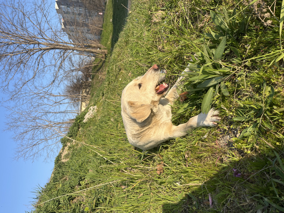 The image displays a light-colored dog, possibly a Labrador Retriever or mix, lying on its right side on a sunlit, grassy incline. The dog is actively gnawing on a reddish-brown object held within its open mouth, exposing its teeth and tongue. Its front right paw is visible, showing dirt accumulation around the claws. The foreground and midground consist of dense green grass and various small plants, with a few faint purple flowers near the lower left. The background features a steep grassy bank on the left and several bare deciduous trees against a clear blue sky on the right. Further in the background, a multi-story, grey concrete residential building is visible, accompanied by a small red and white street sign. The scene is illuminated by bright, direct sunlight, casting some shadows. The setting is an urban-green space, consistent with locations within the city of Varna, Bulgaria. No human subjects are present.