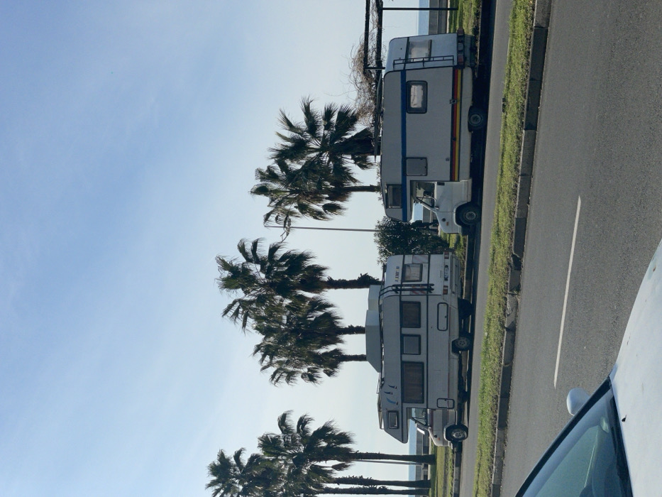 The image displays a daytime scene along the coastal area of Batumi, Georgia, likely Batumi Boulevard. In the midground, two white camper vans (motorhomes) are parked on a grassy verge adjacent to a paved asphalt road. The left camper van, an over-cab model, features a roof rack with items and a rear-mounted bicycle rack. The right camper van, also an over-cab model, has a horizontal black, red, and yellow stripe on its lower body and a ladder affixed to its rear. A white vehicle's hood and windshield are partially visible in the lower-left foreground. Behind the camper vans, a row of tall palm trees with green fronds extends horizontally. Beyond the trees, the Black Sea is visible under a clear blue sky, separated by a white retaining wall or barrier. A streetlight pole is observable among the palm trees, and a pergola-like structure with intertwined vines is present on the far right. No individuals are visible in the scene.