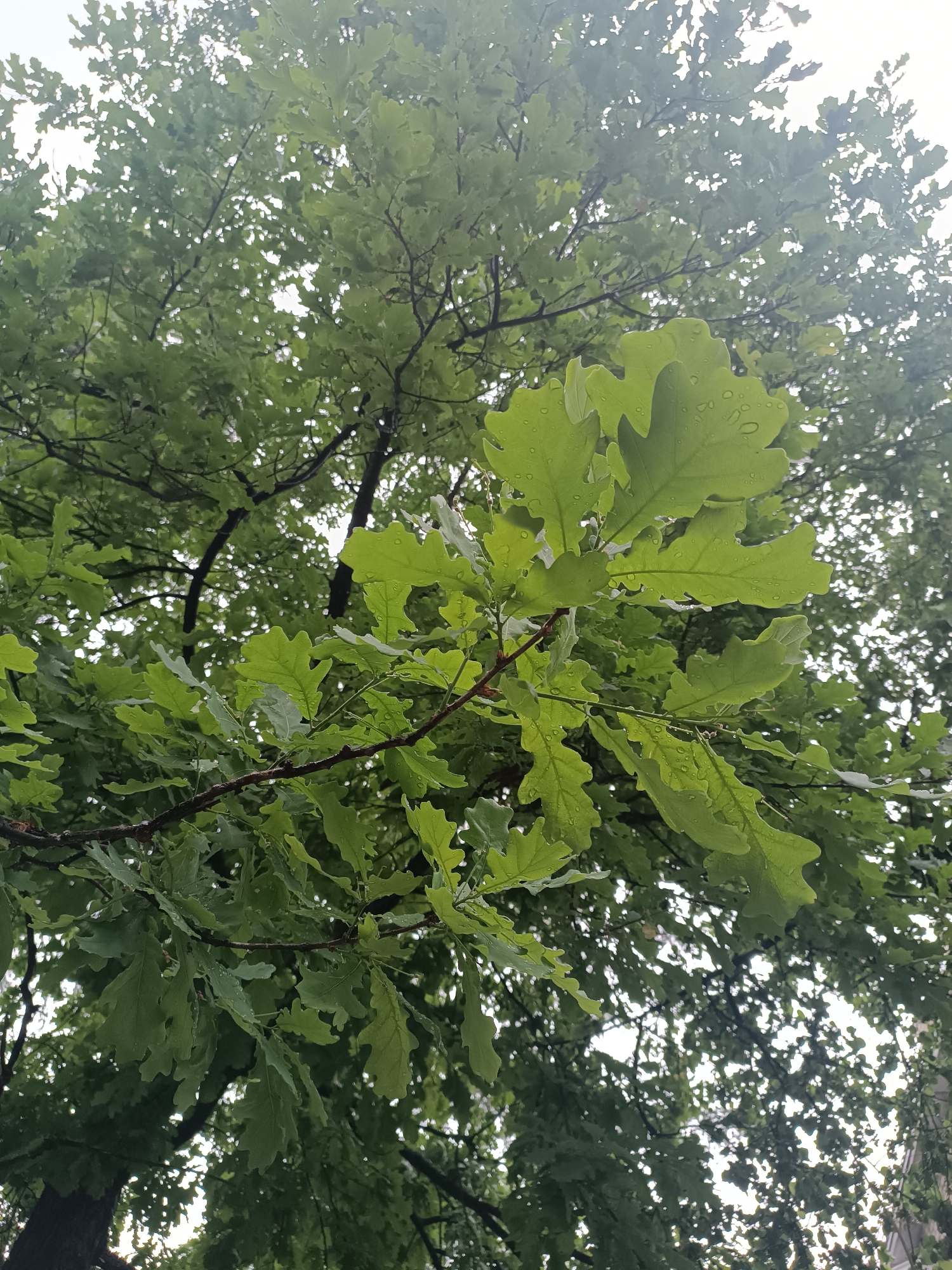 The image shows a tree, likely an oak, with green leaves. Some water droplets are visible on the leaves. The perspective is from below, looking up into the tree. The sky is overcast, and the overall scene appears natural, possibly a park or forested area within the city of Chaikovsky, Russia. No people are visible.