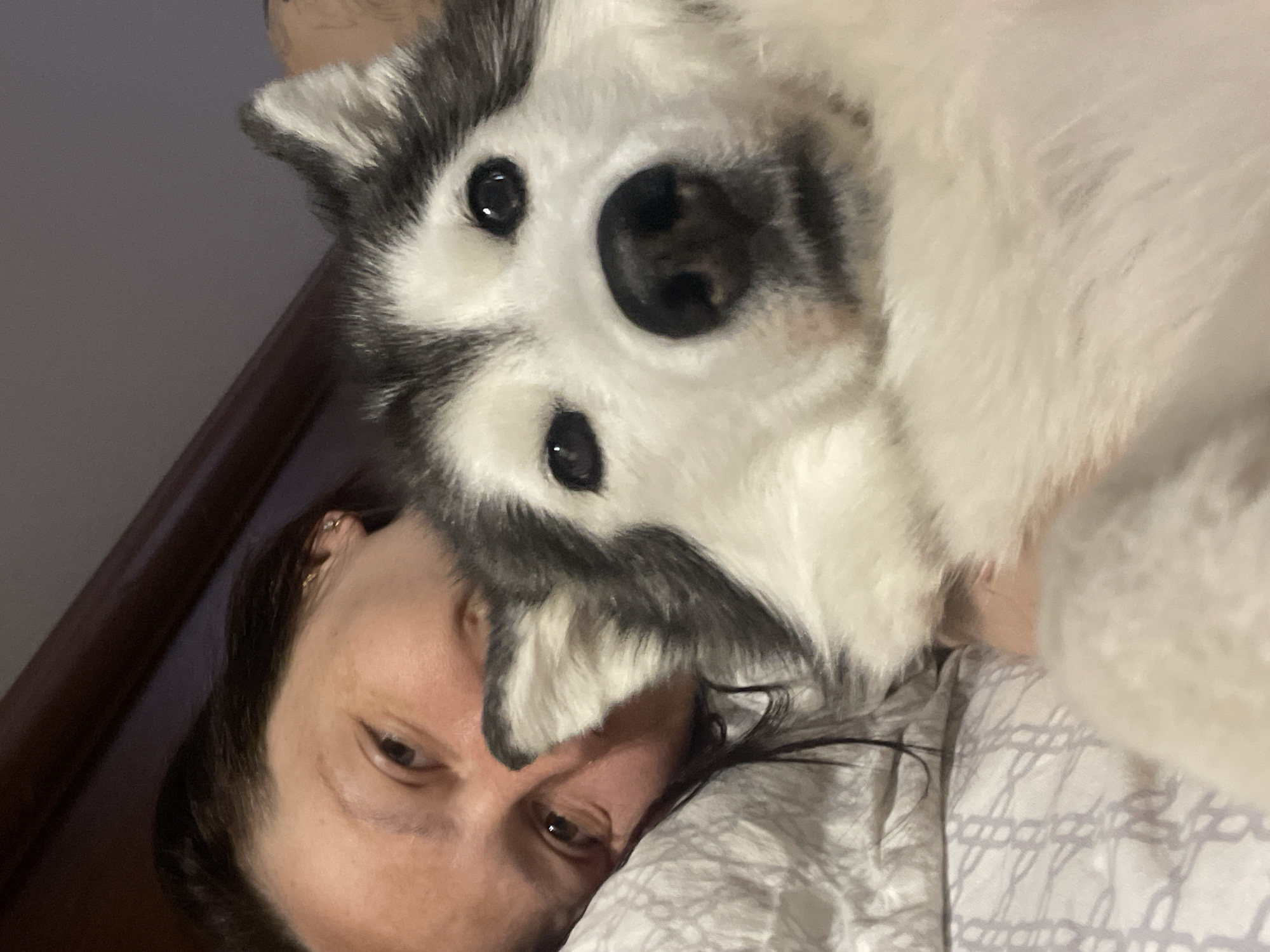 A selfie-style image shows a person lying down with a dog on top of them. The person has light skin, brown hair, and an earring in their left ear. The dog appears to be a husky or similar breed, with white and gray fur and dark eyes. They are lying on bedding with a geometric pattern. No elements in the image suggest any location in Pervomaysky, Russia.