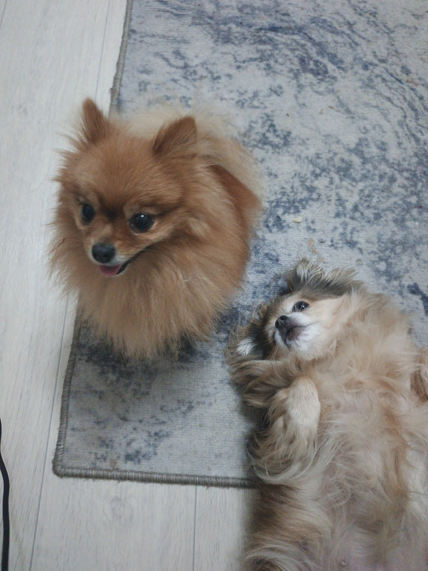 Two Pomeranian dogs are on a rug in an indoor setting. The dog on the left is reddish-brown and sitting upright, facing the camera with its tongue slightly out. The dog on the right is lying on its back with its paws in the air, also facing the camera. The rug has a grey, abstract pattern. The floor next to the rug appears to be light-colored wood or laminate. There is no information in the image to determine its location in Zlatoust, Russia.