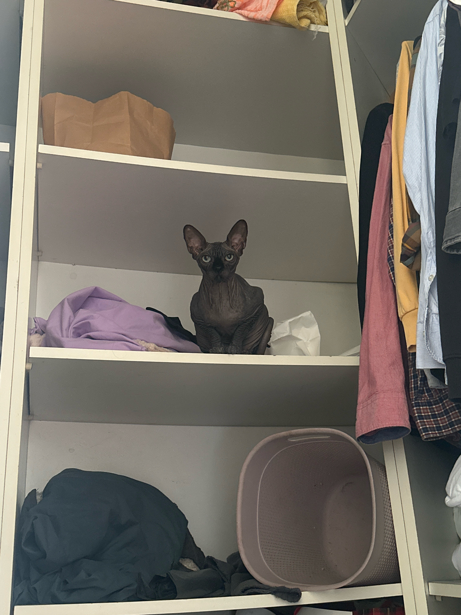 The image shows an indoor closet with multiple shelves. A Sphynx cat is sitting on the middle shelf, to the right. The cat is dark gray with large ears and greenish-blue eyes. On the same shelf, to the left of the cat, is a crumpled purple piece of fabric and a white crumpled piece of paper. On the shelf above, there is a brown paper bag. On the shelf below, there is a pile of dark clothing and a pink laundry basket. On the right side of the closet, clothes are hanging on a rod, including a blue and white striped shirt, a yellow shirt, and a pink shirt. The closet appears to be made of white particle board with metal supports. The location is a closet in Budva, Montenegro.