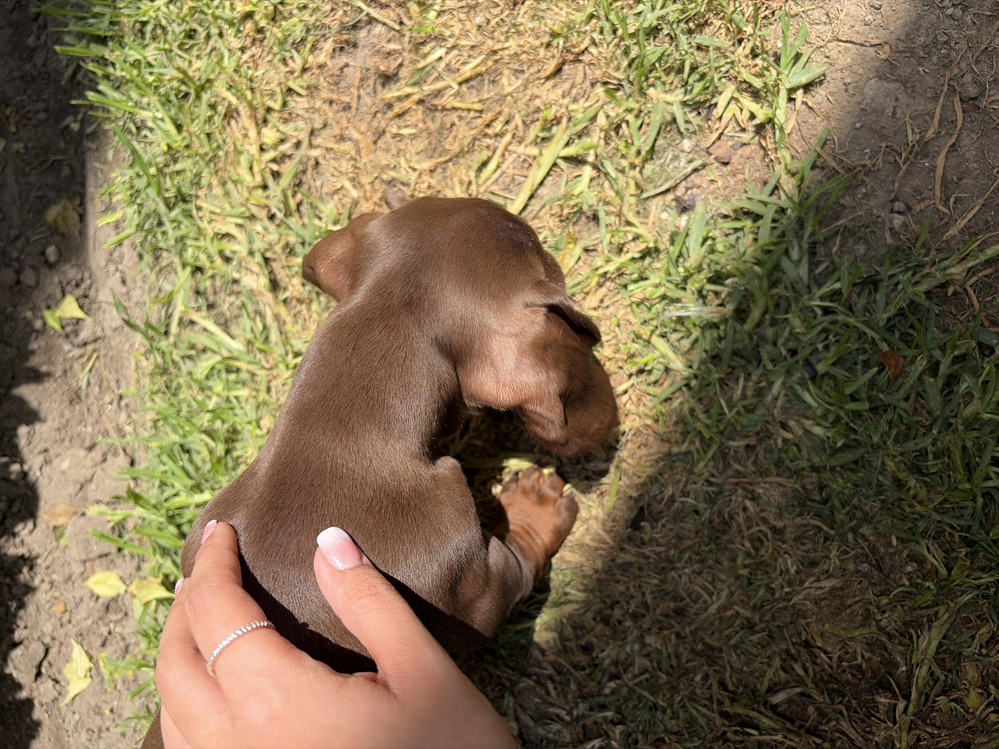 A brown dachshund puppy lies on a patch of grass and dirt, its back facing the camera. A person's hand with a diamond ring rests on the puppy's back. The location is not identifiable as being in any particular city.