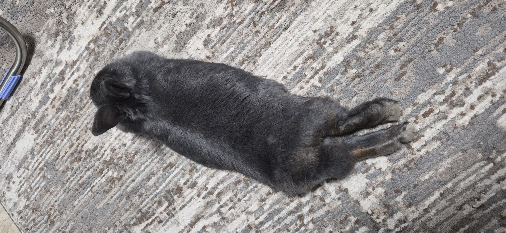 A dark gray rabbit is lying on its stomach on a gray and beige abstract patterned rug. The rabbit is facing away from the camera, with its head turned slightly to the left. Its ears are pointed upwards. The rabbit's hind legs are splayed out behind it, and its front paws are tucked underneath its body. The rug has a textured surface with diagonal lines of varying shades of gray, beige, and white. In the upper right corner of the image, a small portion of a metal object with a blue plastic handle is visible. The scene appears to be indoors, likely in a home environment. The image is a close-up shot, with the rabbit occupying most of the frame. The lighting is even and natural. There are no people visible in the image. The context of Ussurijsk, Russia, is not discernible from the image itself.