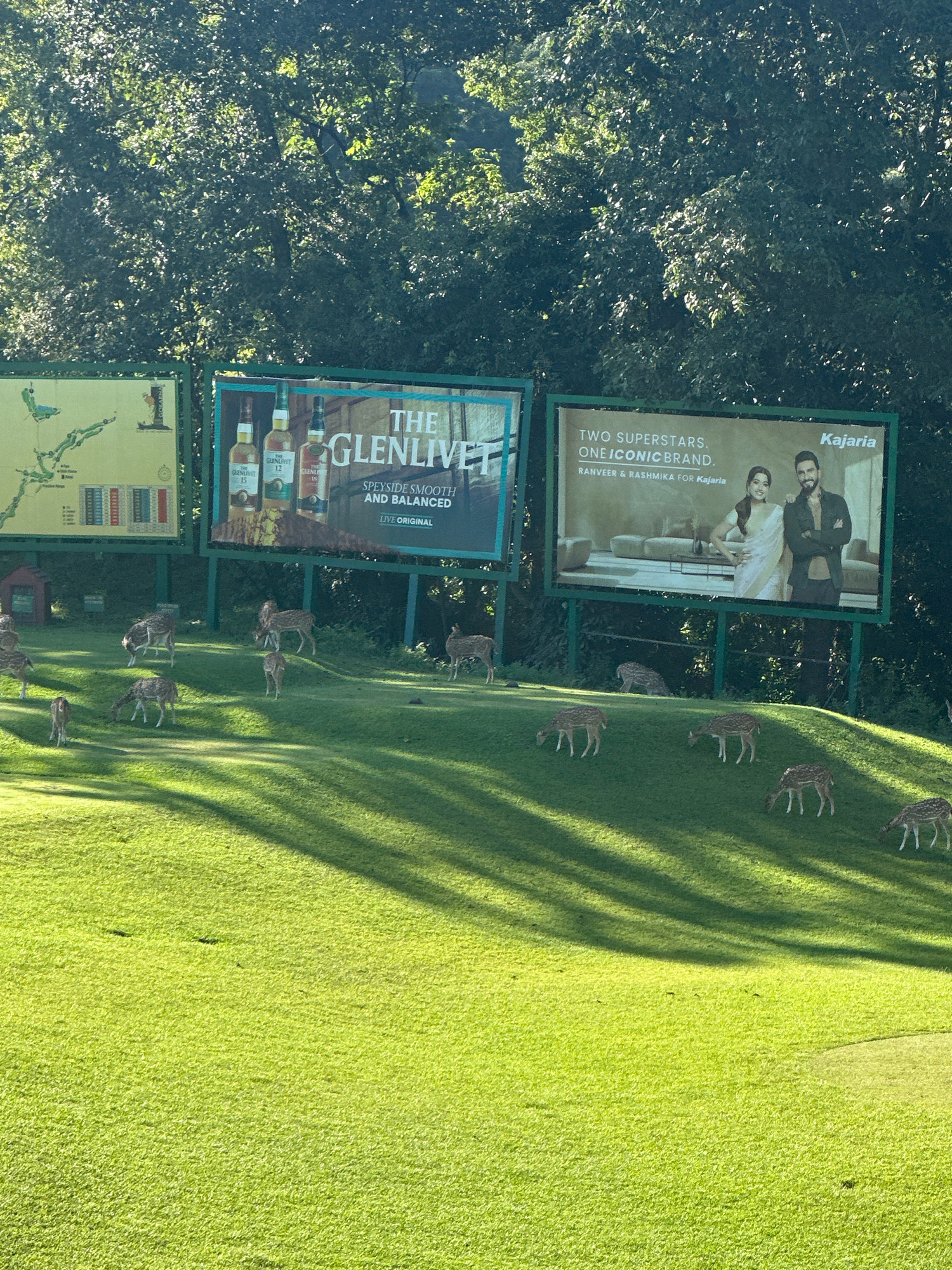 In Kageshwori Manohara, Nepal, a herd of chital deer graze on a lush green grassy hill. Behind the deer, three billboards are erected against a backdrop of dense green trees. The leftmost billboard displays a map of a golf course. The middle billboard features advertisements for "The Glenlivet" whisky, showcasing three bottles and text that reads "SPEYSIDE SMOOTH AND BALANCED LIVE ORIGINAL." The rightmost billboard advertises "Kajaria," with the text "TWO SUPERSTARS. ONE ICONIC BRAND." and features a picture of a couple, identified as Ranveer & Rashmika, posing in front of furniture. The sun casts long shadows across the grass, indicating it is likely late afternoon.