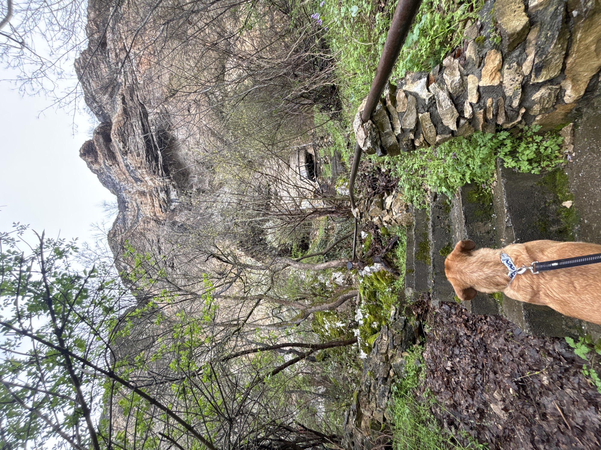 The image depicts a downward view of a stone pathway with steps, bordered by a rock wall and vegetation. A brown dog with a leash is standing on the steps, facing downwards. In the background, a tall rock cliff formation is visible, partially obscured by bare trees. The pathway is located near Karlukovo, Bulgaria.