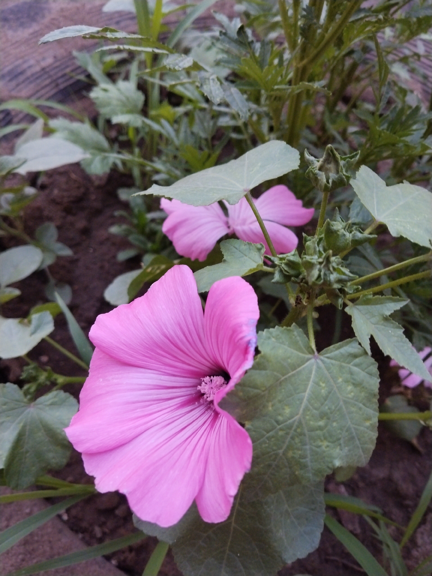 A close-up, eye-level shot captures a cluster of pink mallow flowers and their green foliage growing in dark soil. The foreground is dominated by a large, vibrant pink flower with delicate, veined petals and a dark stamen. To its right, a large, veined green leaf is prominently featured. In the background, another pink flower is partially visible, along with numerous green leaves and stems. A unopened flower bud, also green, is located in the center-right of the frame. The soil appears to be a dark, rich earth, with some scattered gravel or small stones. The overall scene suggests a garden or natural outdoor environment. The location is identified as Зелёное, Russia.