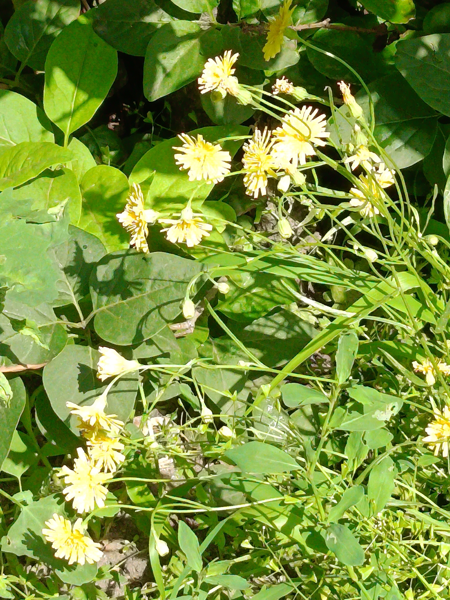 The image is a close-up, overhead view of a patch of green foliage and yellow wildflowers. The scene is illuminated by sunlight, casting shadows across the leaves. The plants are densely packed, with many delicate yellow flowers in various stages of bloom and some buds. The background consists of more greenery and the suggestion of soil or ground cover. There are no people or visible man-made objects. The scene appears to be a natural or semi-natural setting within a green space. The specific location in Kyiv, Ukraine is not discernible from the image itself.