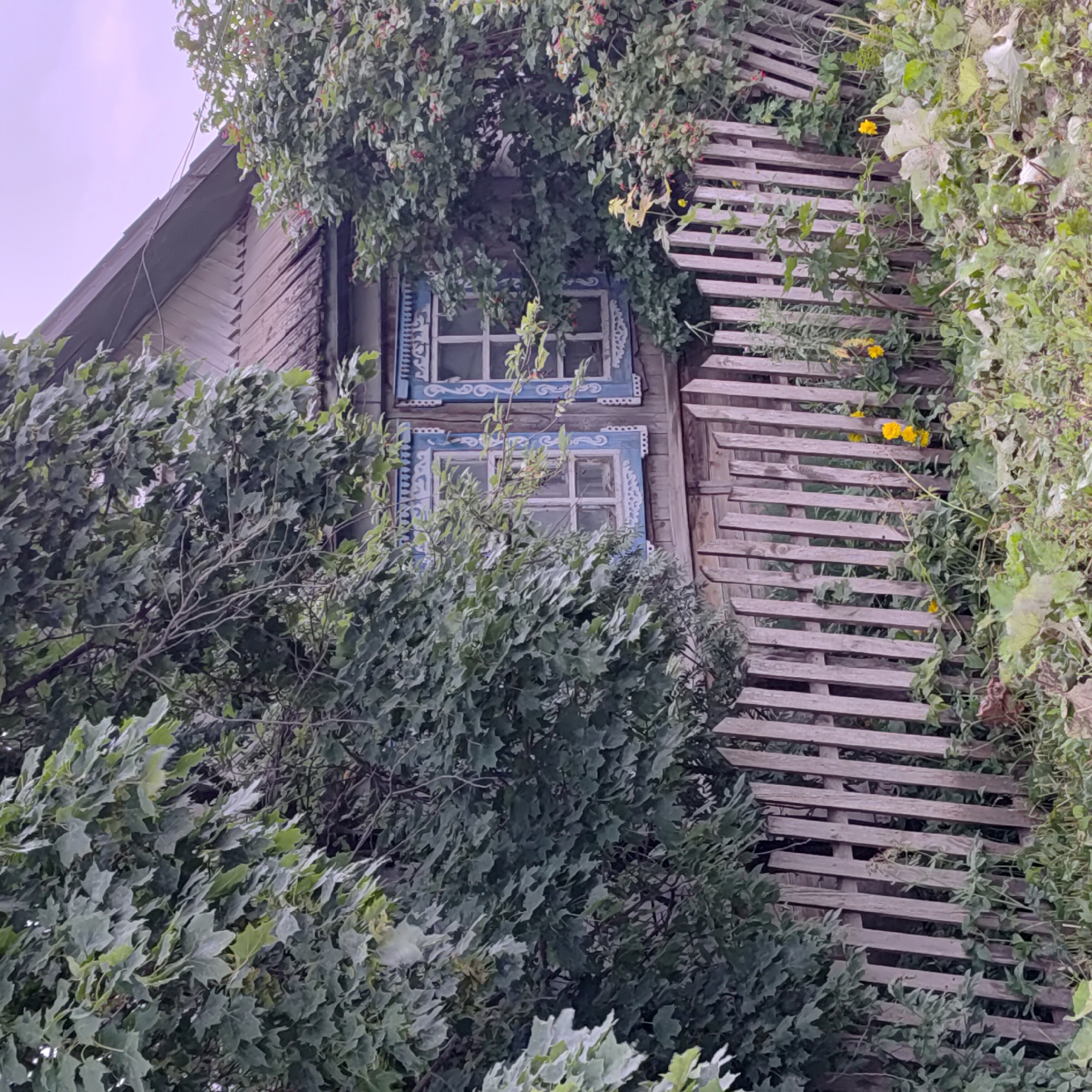 A weathered wooden house with ornate blue window frames is partially obscured by dense green foliage. A rustic, leaning wooden picket fence runs across the foreground, with weeds and some yellow flowers growing around its base. The scene appears to be set in a rural or semi-rural environment, possibly a village like Щучье Озеро, Russia, given the architectural style and natural surroundings. The sky is overcast. There are no people visible in the image.