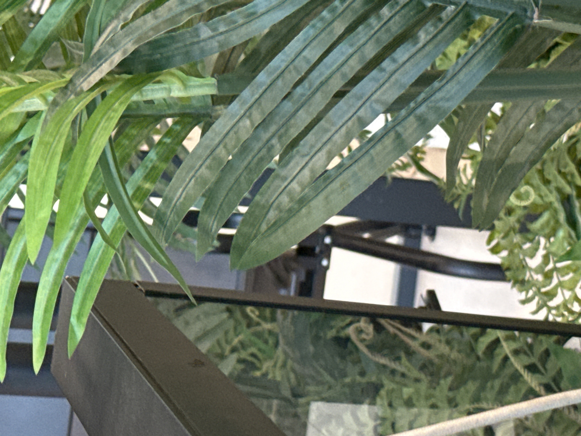 The image shows a close-up view of a dark green, leafy plant, possibly a palm frond, with a dark grey, angular object in the background on the left. The plant's leaves are long and slender, with visible veins. Behind the plant, a black metal frame structure is partially visible, along with reflections in a glass surface. There are no people or animals in the image. The lighting is soft and diffused. There is no indication of the image being taken in the city of Ob, Russia.