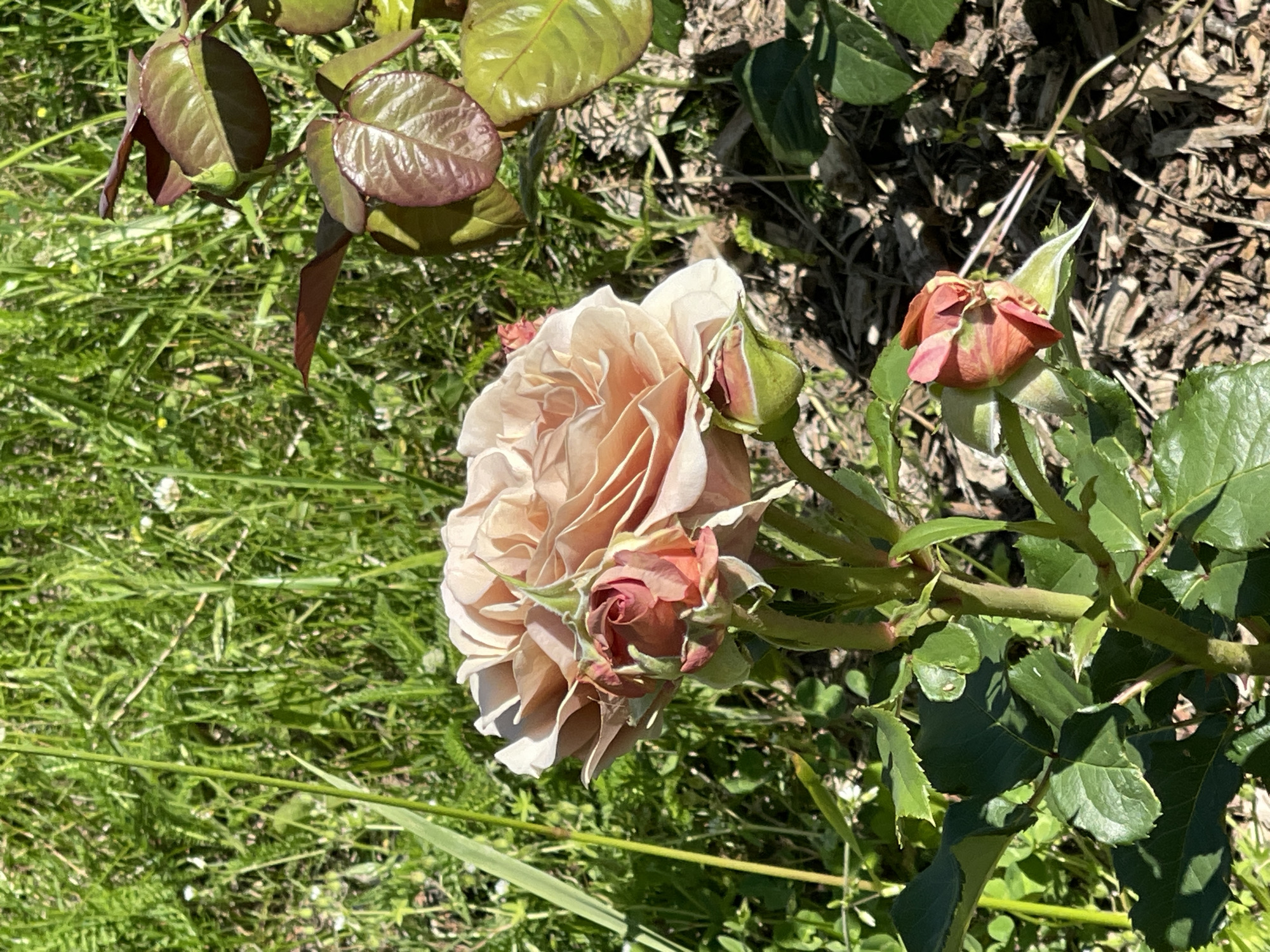 A close-up, high-angle shot shows a blooming rose in a garden. The rose is a delicate, peachy-pink color with many layered petals, and it is partially open. Next to it, a rose bud is visible, its outer petals a reddish-brown hue. The plant has green leaves and thorny stems. In the background, the ground is covered with wood chips and dry leaves, suggesting a well-maintained garden. Lush green grass, with some small white flowers, fills the lower left and right portions of the frame, creating a contrast with the more arid elements of the garden bed. The lighting indicates it is daytime, likely sunny, casting soft shadows. The setting is a garden in Zelenogradsk, Russia. There is no visible text.