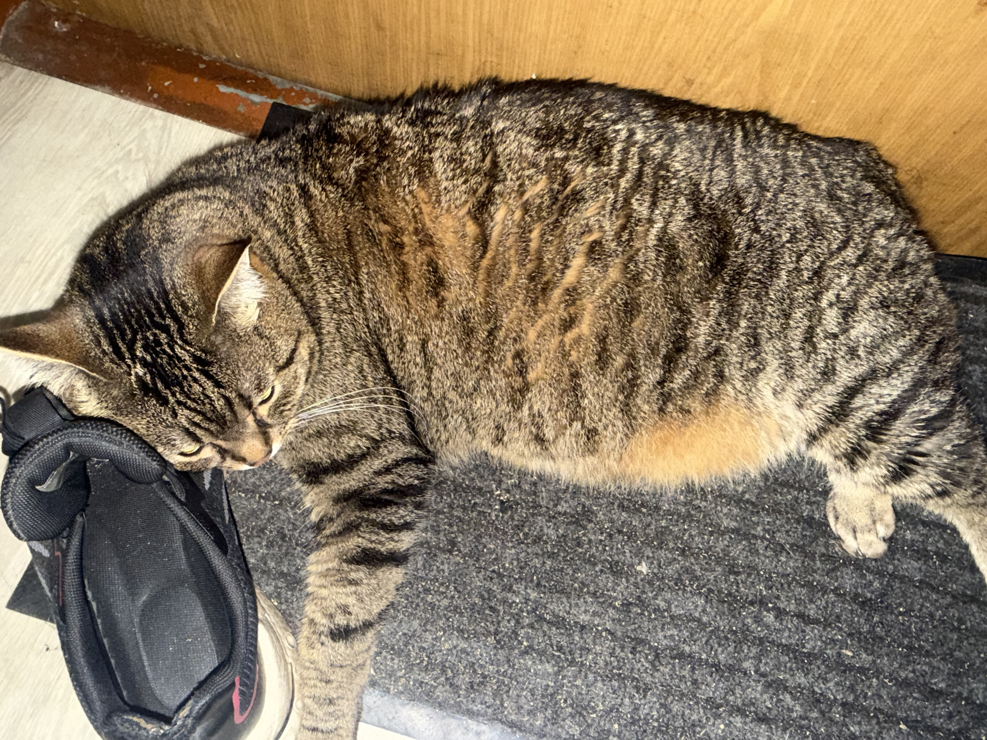 A tabby cat is lying on a dark gray carpet next to a black athletic shoe and a wooden surface. The cat is in a relaxed position, with its eyes closed and its body stretched out. The cat's fur is a mix of brown, black, and orange stripes. The shoe is partially visible and appears to be worn. The wooden surface is a light brown color and has a smooth texture. The lighting in the image is dim and appears to be artificial. The scene suggests a domestic environment, possibly a home or a pet-friendly establishment.