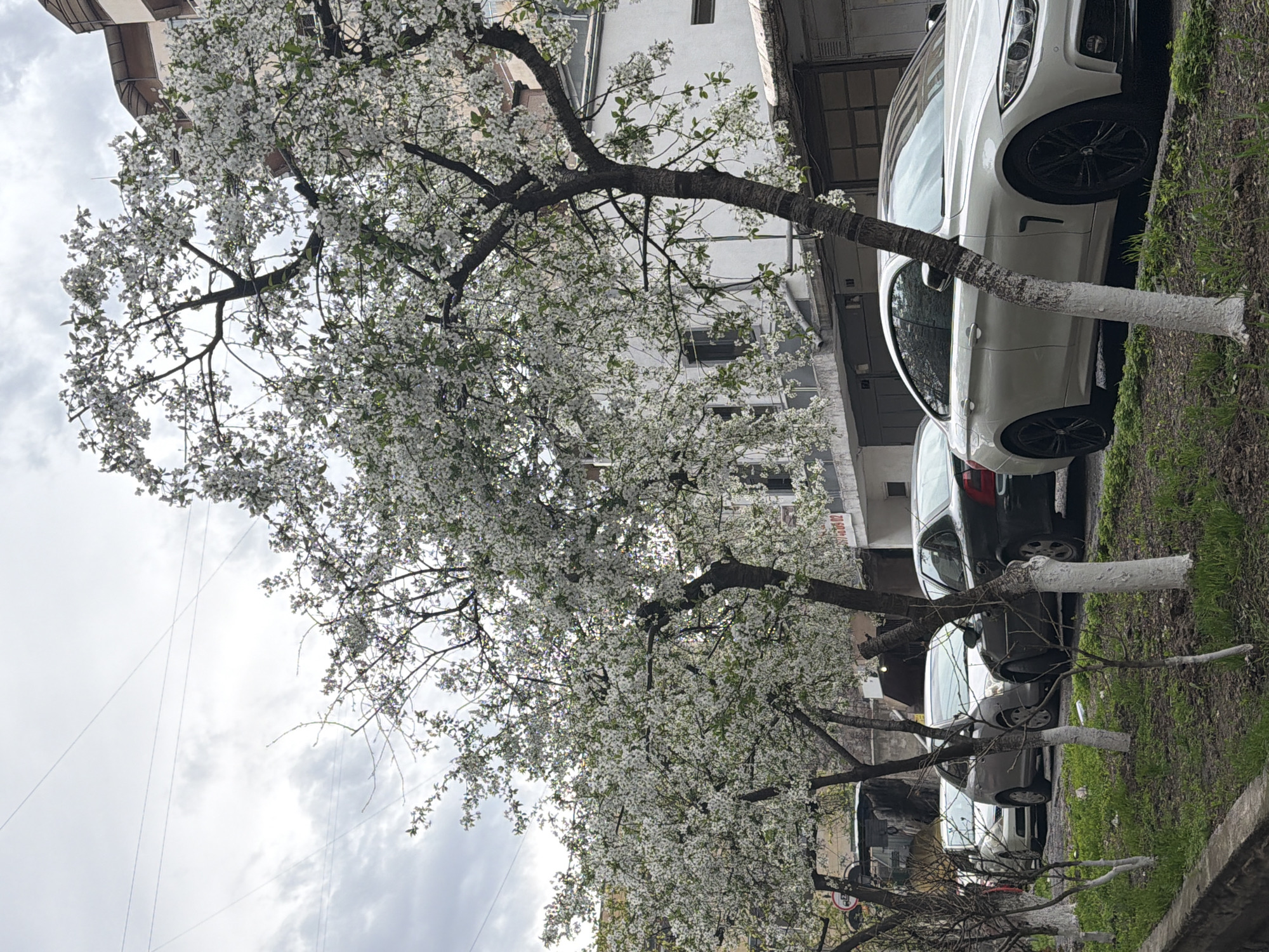 A ground-level, outdoor scene depicts a Yerevan street lined with flowering trees in spring, parked cars, and buildings. The trees have dark trunks, and many branches are covered in white blossoms. The lower parts of the tree trunks are painted white. Cars are parked adjacent to the trees, varying in color and model. A white BMW with black rims is parked closest to the foreground. Buildings of various heights and architectural styles line the background. The sky is cloudy. The ground is a mix of green grass and bare patches.