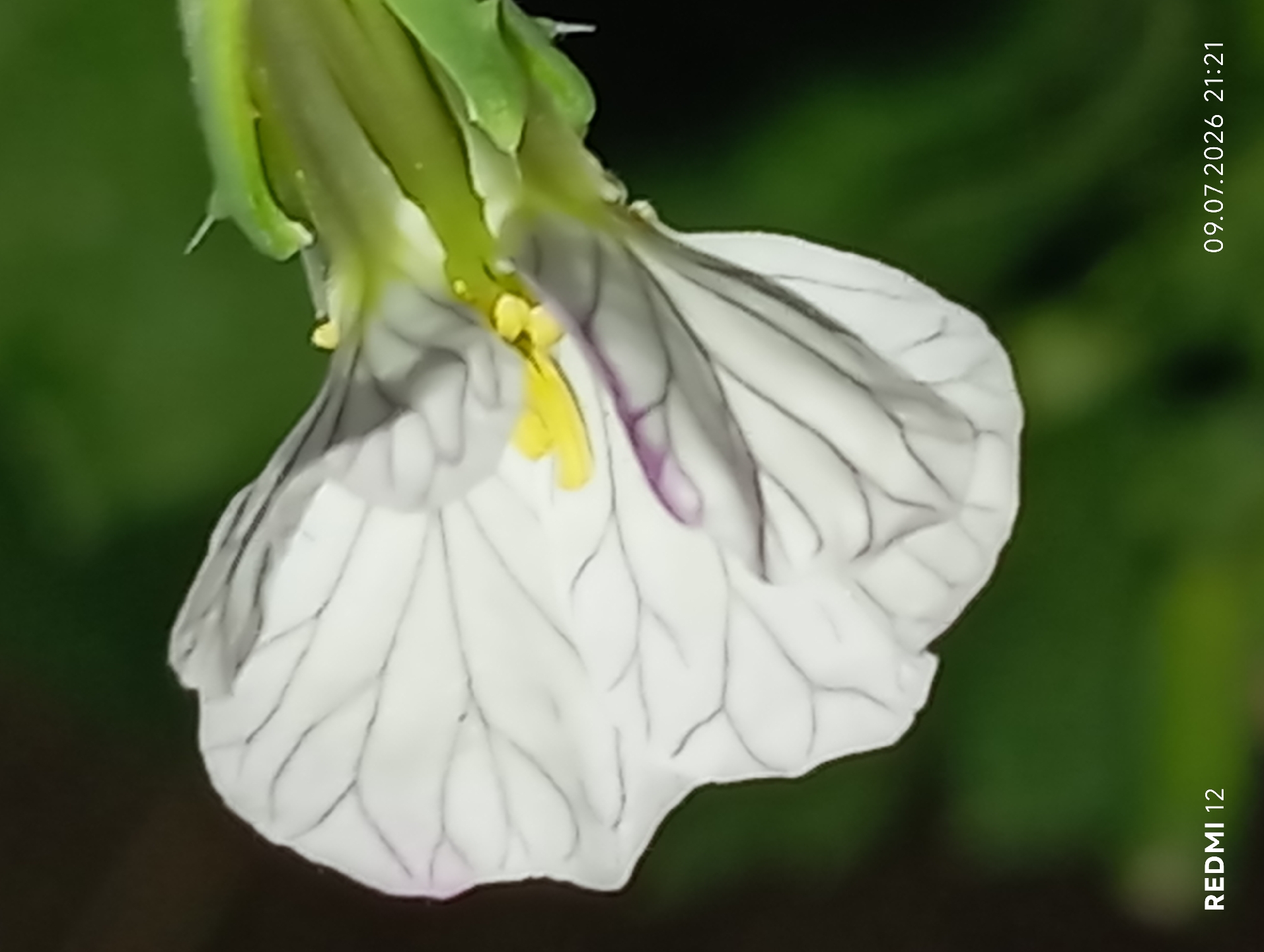 A close-up, macro photograph captures a delicate white flower with intricate dark veins on its petals. The flower is oriented to the left of the frame, with its petals unfurling. The center of the flower reveals a cluster of small, yellow stamen. Emerging from the flower's base are vibrant green sepals, one of which tapers to a sharp point. The background is a soft, out-of-focus blur of dark and green hues, suggesting a natural, outdoor setting. At the bottom left corner, the text "REDMI 12" is visible, and at the bottom right, the date and time "09.07.2026 21:21" are displayed. The image does not depict any people, actions, or interactions. There is no identifiable information that can link this image to the city of Smila, Ukraine.