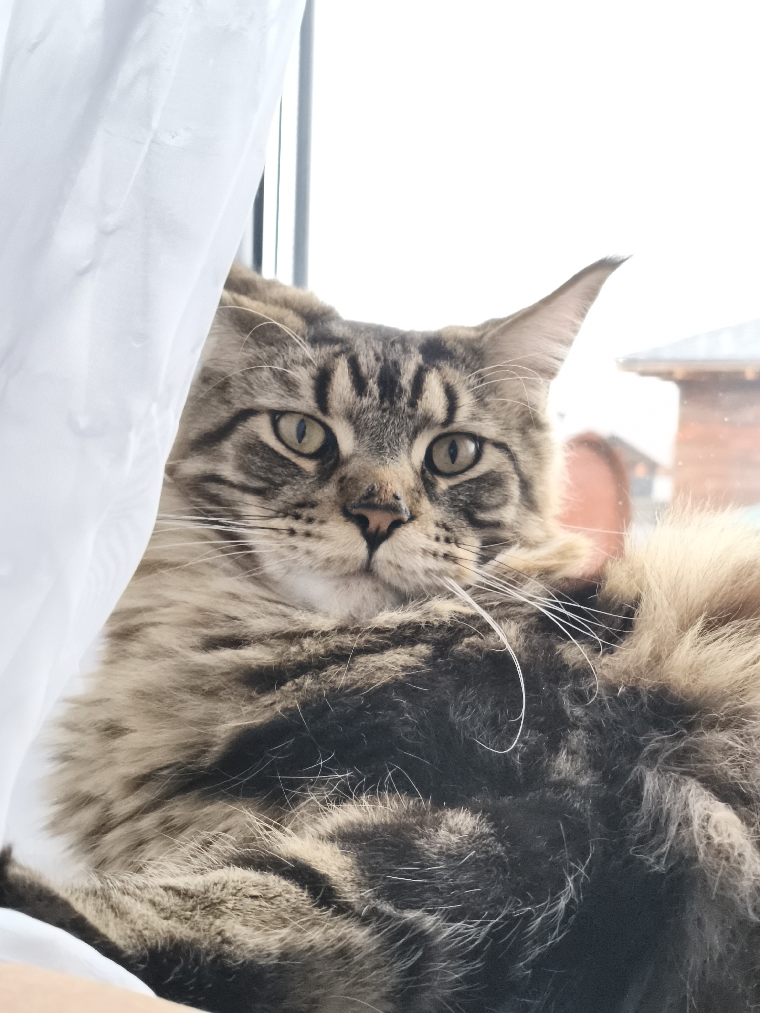 A close-up, eye-level shot features a majestic Maine Coon cat looking directly at the viewer from an indoor setting by a window. The cat, with a striking brown and black tabby coat, large tufted ears, and long white whiskers, occupies the center and right side of the frame. Its expressive green-gold eyes are wide open, conveying a calm and curious gaze. The fur on its chest and belly is a lighter, fluffy brown.
A sheer, white curtain or fabric partially drapes over the left side of the cat and the window frame, creating a soft, bright element on the left of the image. The cat appears to be resting or sitting, with its fluffy body filling a significant portion of the lower frame.
Through the window, behind the cat, a brightly lit outdoor scene is visible, though blurred. The light suggests it is daytime, possibly an overcast or bright winter day. Hints of a building with a dark roof and wooden or reddish siding can be discerned in the background, typical of a rural or semi-rural environment like Русский Вожой, Russia. No visible text is present in the image.