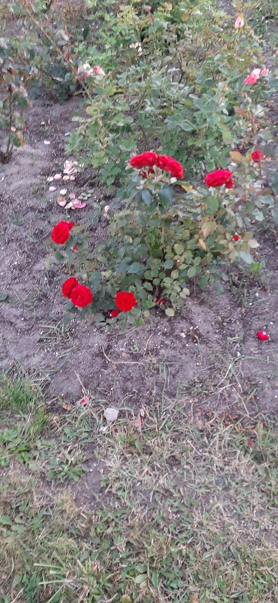 The image depicts a close-up view of a rose garden, with several red roses in bloom. The roses are clustered on bushes with green leaves, set against a backdrop of dry soil and some sparse green grass. Some fallen rose petals are scattered on the ground. The lighting suggests it may be daytime, but the overall tone is somewhat muted. There are no people or animals visible in the scene.