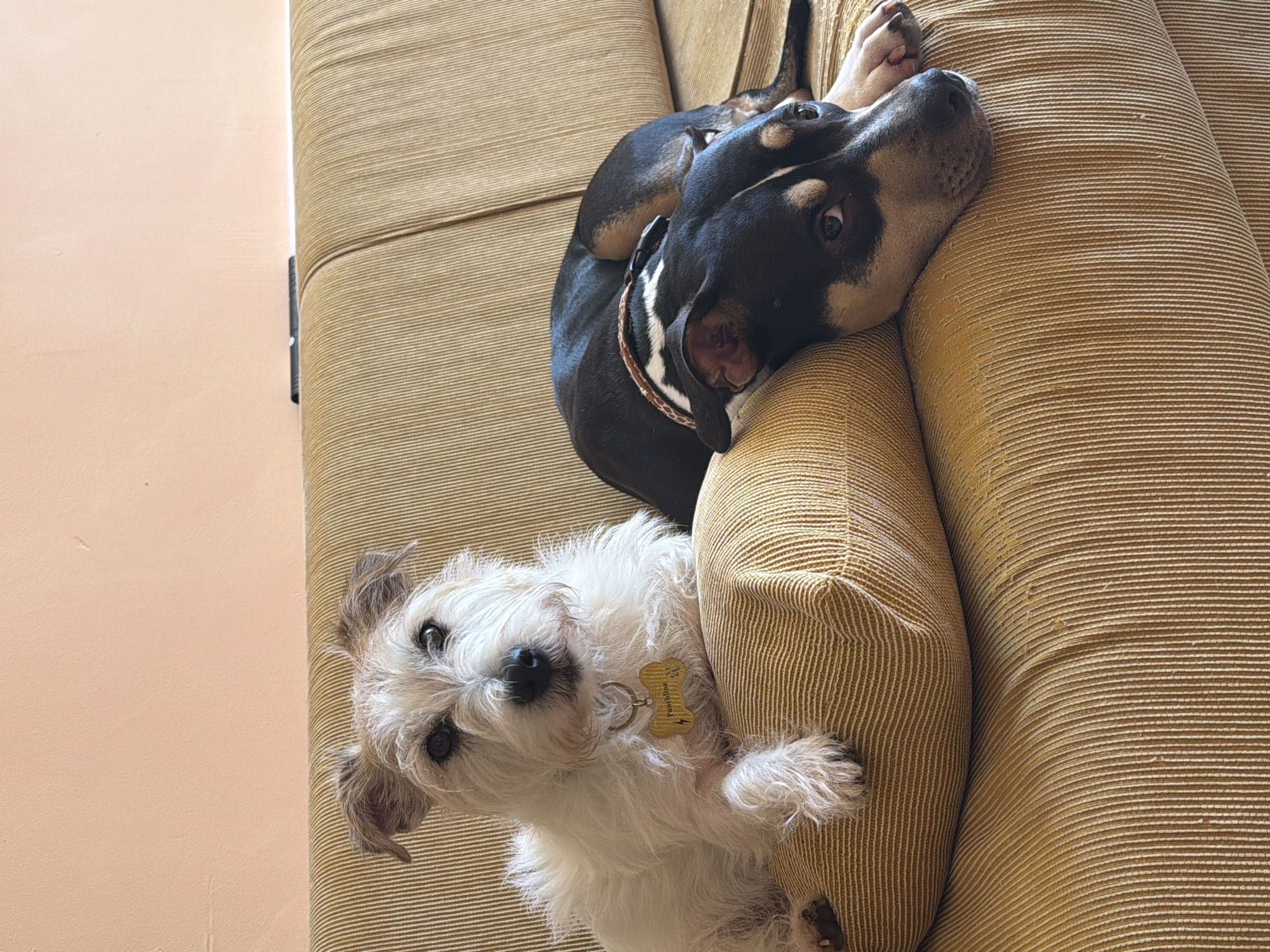 Two dogs are observed indoors, resting on a mustard yellow, ribbed-fabric sofa against a plain, light peach-colored wall. The canine on the left is a small, wire-haired terrier-type dog with predominantly white fur, positioned with its front paws on a sofa cushion, wearing a collar with a bone-shaped yellow tag inscribed with "Punchline". Its gaze is directed towards the observer. To the right, a second medium-sized dog, exhibiting black and tan markings with a white facial stripe, is curled up on the sofa with its head resting on an armrest/cushion, wearing a patterned brown and white collar. This dog also appears to be looking towards the observer. A dark object, possibly a remote control, is partially visible on the top edge of the sofa's backrest. The specific location within Tel-Aviv, Israel, cannot be determined from the visual evidence provided.