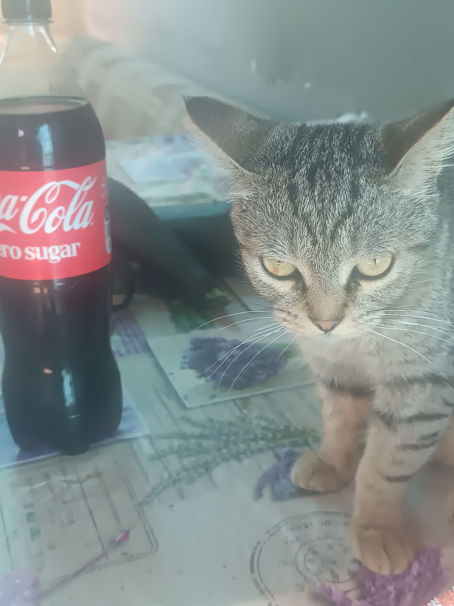 The image shows a close-up of a tabby cat sitting on a table next to a bottle of Coca-Cola Zero Sugar. The cat has green eyes and grey and black stripes. The Coca-Cola bottle is red and white and appears to be a 1-liter bottle. The table surface has a floral pattern. The background is out of focus, but appears to be a domestic setting. There is no visible indication of the location being in Vypasne, Ukraine. The scene depicts a still life arrangement of a domestic pet and a beverage.