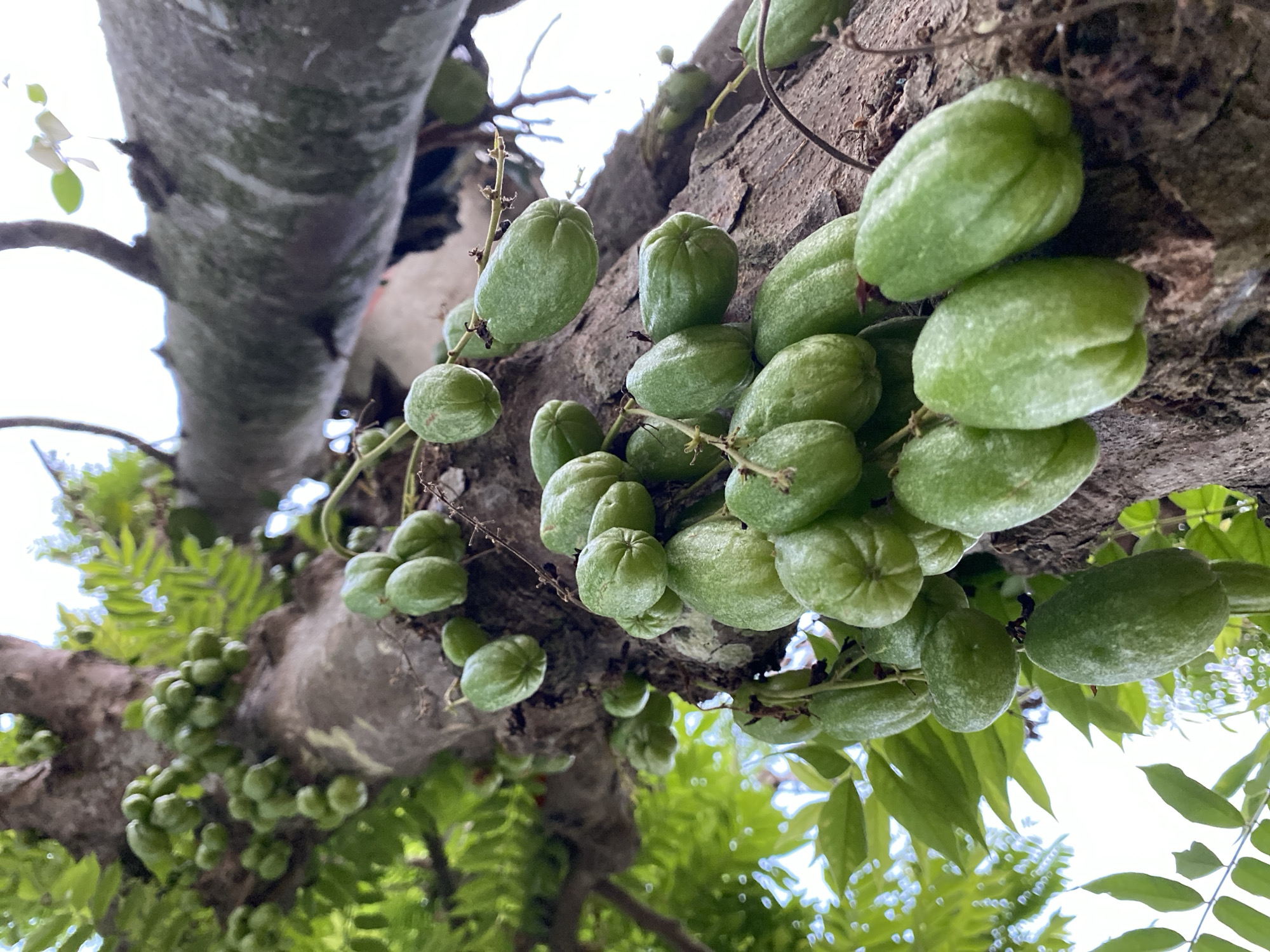 A low-angle shot captures clusters of unripe, green fruits hanging from the trunk and branches of a tree in Blangkabou, Indonesia. The fruits are elongated with slight ridges and a smooth surface, reminiscent of small cucumbers or starfruit. They are attached to thin stems that emerge directly from the bark of the tree. The tree trunk is rough and textured, with patches of lighter-colored lichen or moss. Lush green leaves, some with a feathery appearance, surround the fruits and branches, creating a dense foliage. The background is a bright, overcast sky, suggesting an outdoor environment during the day. No people or animals are visible in the frame.