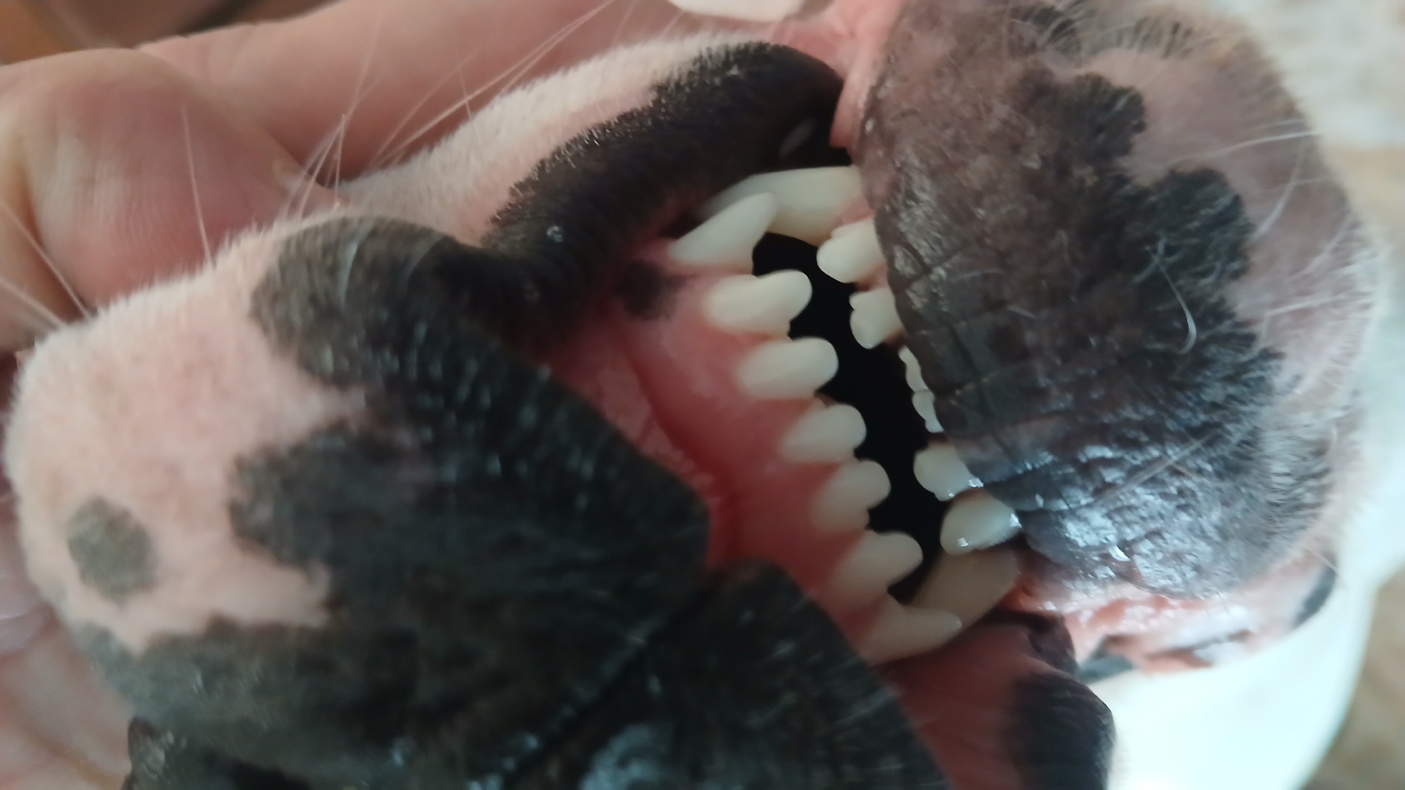 A close-up image shows the open mouth of a dog, revealing its teeth. The gums are pink, and the teeth are white. The dog's muzzle is visible, with black spots on its skin. A hand is holding the dog's mouth open.