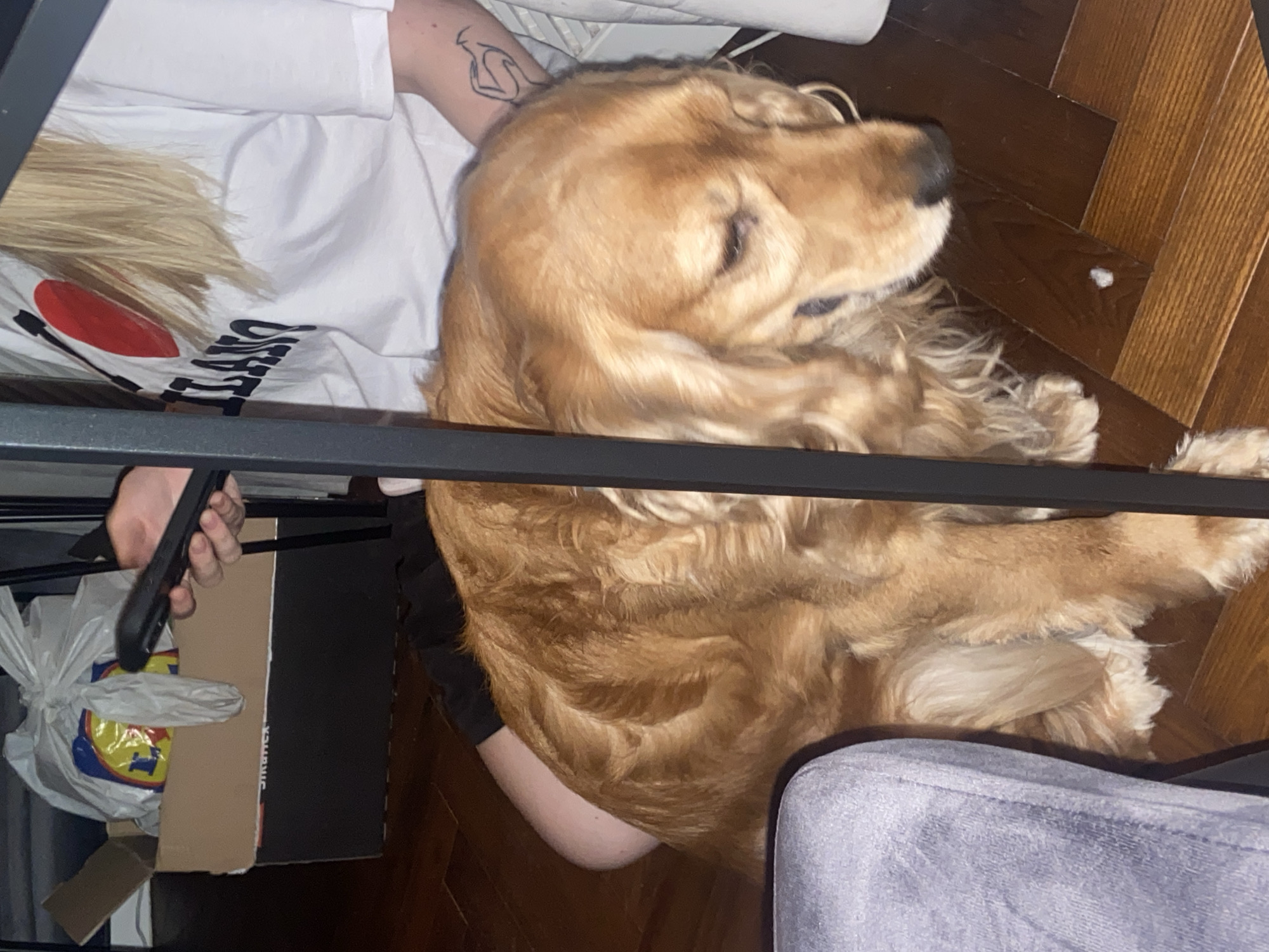 In this close-up shot, a golden retriever dog is resting on a wooden floor next to a person. The dog's fur is a warm, light brown, and it appears to be sleeping or relaxed, with its head resting on its paws. The person is wearing a white t-shirt with a graphic design that includes a red circle and text. A tattoo is visible on the person's arm.
The scene takes place indoors, as indicated by the wooden floor and what appears to be furniture. The lighting suggests it is daytime, but the exact time of day is unclear. There are no obvious weather cues.
Several objects are visible in the foreground, including a black metal frame, likely part of a table or chair, partially obscuring the dog and person. To the left, a white plastic bag with a yellow and red logo from Lidl, a European supermarket chain, is visible along with a cardboard box. The setting is likely a home or a casual indoor space.
The overall mood of the image is calm and relaxed, with the focus on the dog and its interaction with the person. The crops highlight different aspects of the scene, including the dog's face, the person's arm and t-shirt, and the surrounding objects. The text on the t-shirt is partially visible, but not clearly legible. There is also text on a black box in the background, but it is also indistinct. The location context of Warsaw, Poland, does not provide specific visual cues within the image itself.