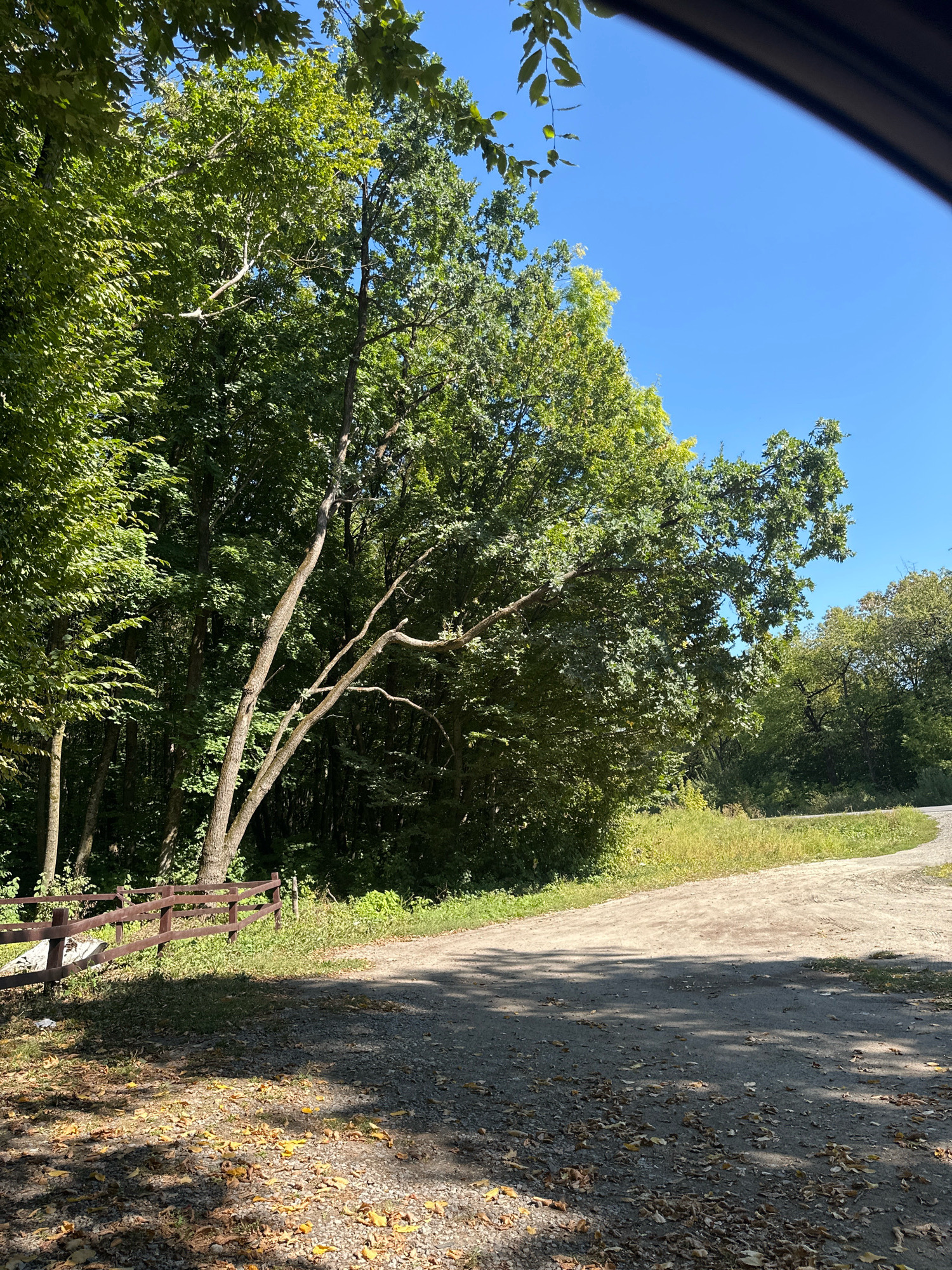 The image captures a sunlit, tree-lined path in Shatava, Ukraine. A gravel road curves into the distance, bordered by lush green trees on the left and a low wooden fence. Scattered leaves litter the path, suggesting a transition into autumn. The sky is a clear, vibrant blue. The scene is devoid of any human presence or activity.