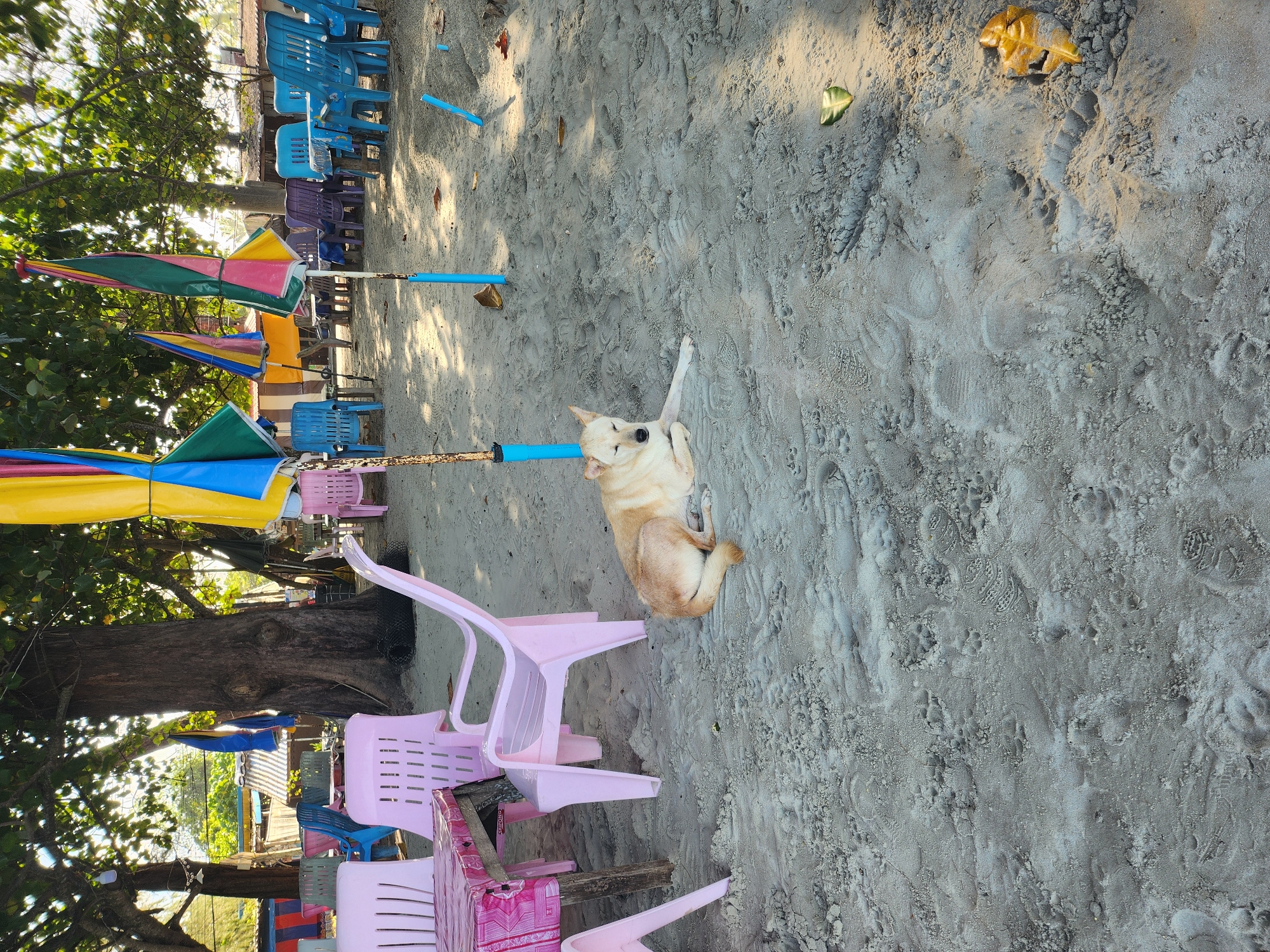 A medium-sized, light-colored dog is resting on the sandy ground beneath trees and colorful umbrellas at a beachside establishment in Hat Pak Meng, Thailand. The dog is lying down with its eyes closed, facing to the left. In the foreground, pink plastic tables and chairs are set up on the sand. Behind the dog, a line of blue plastic chairs surrounds tables, with more colorful umbrellas and trees visible in the background. The sand is textured with footprints.