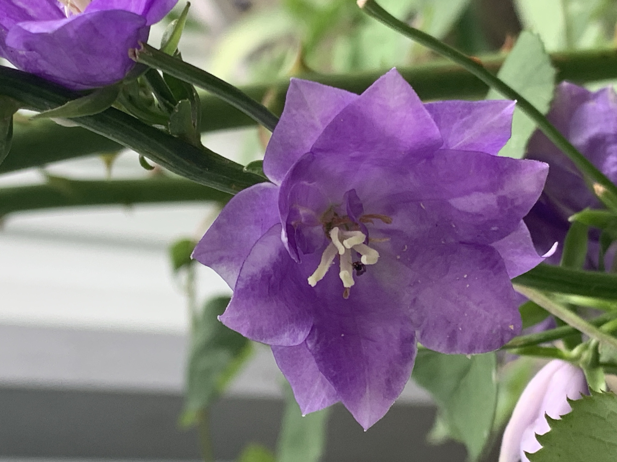A close-up shot features a purple bellflower with its petals spread open, revealing its stamens and a small dark insect. The flower is attached to a thick green stem, with other parts of the plant and blurred green foliage visible in the background. The image is sharp and well-lit, emphasizing the intricate details of the flower. The background suggests an outdoor setting, possibly a garden or park in an urban environment.