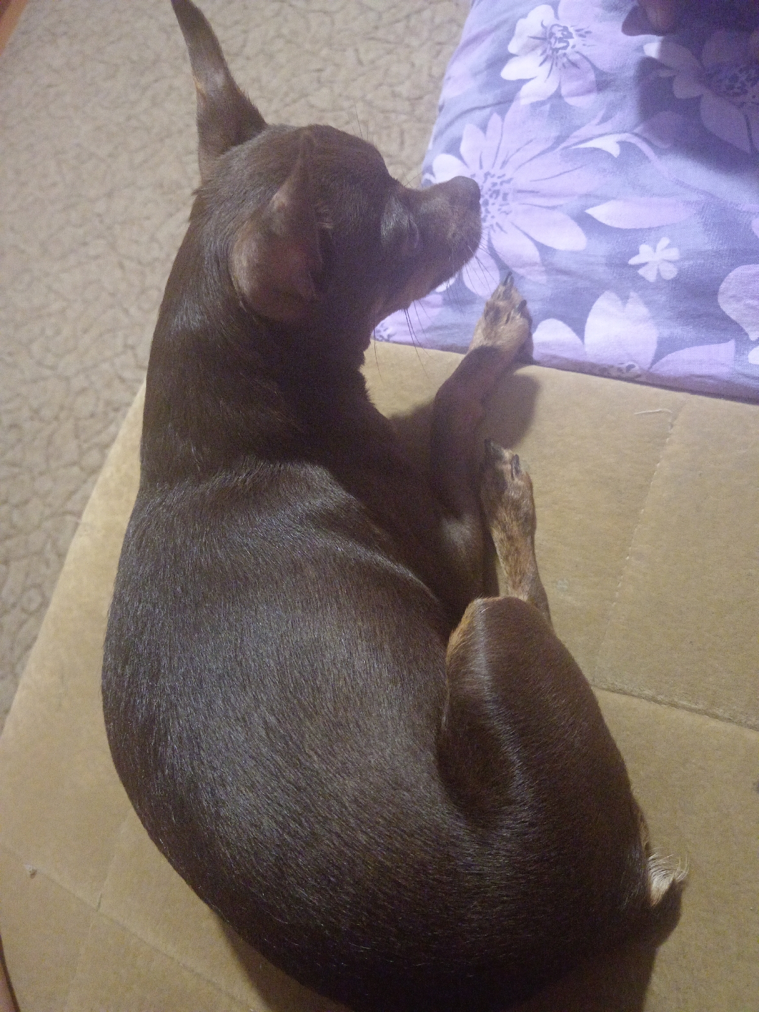 A small, dark brown dog is curled up on a tan surface, with a purple floral-patterned blanket to its right. The dog's head is resting on its paws, and its eyes are closed. The dog's fur is short and sleek. The tan surface appears to be a piece of cardboard. The blanket is made of a soft material and features large, stylized white and light purple flowers. The background is a neutral, textured surface, possibly carpet. The scene is indoors, with soft lighting. No people are visible in the image. The image does not provide any information about the location in the city of Novopokrovka, Russia.