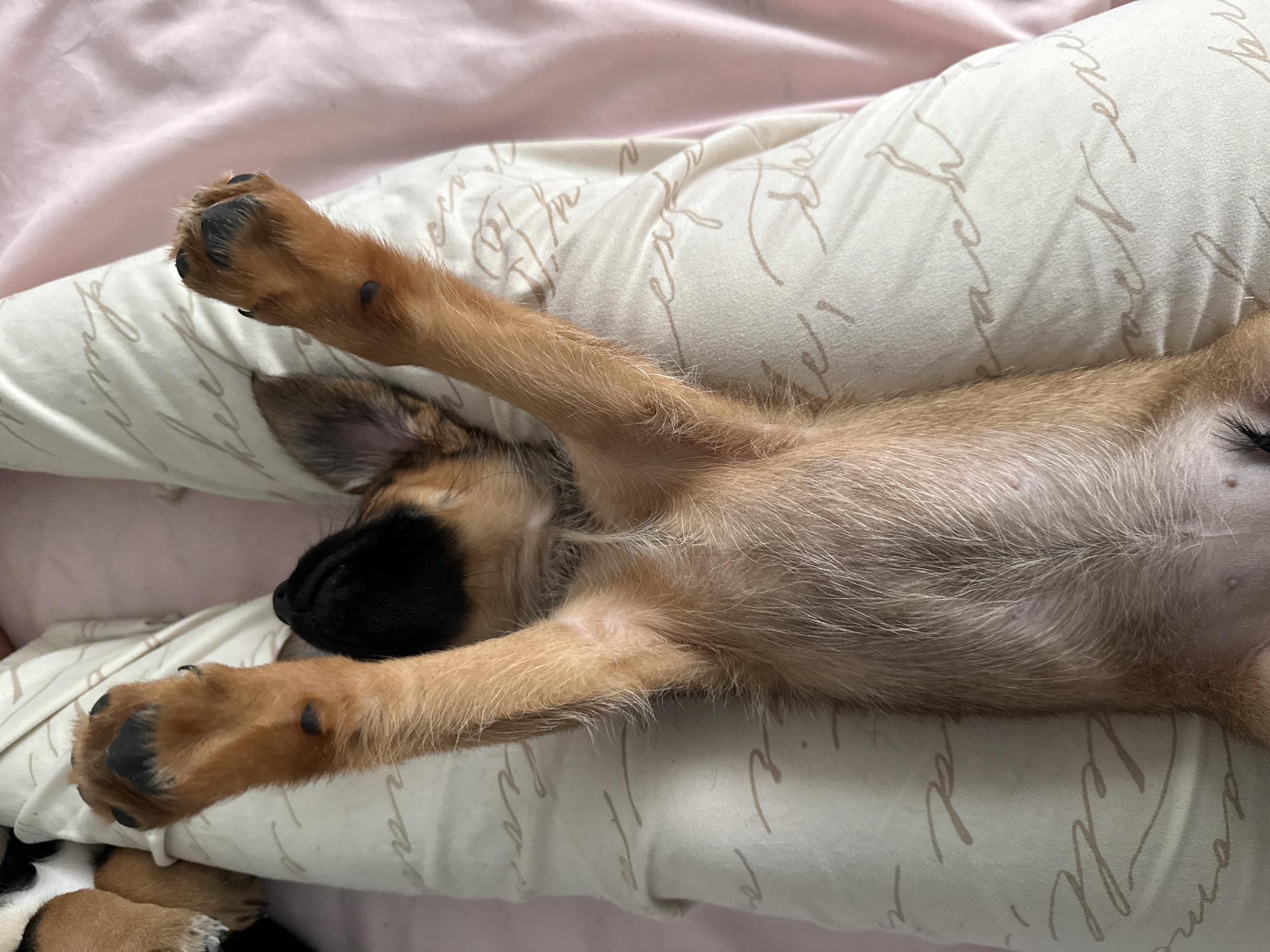 A light-colored puppy is captured sleeping on its back, stretching out on a pillow and bedding indoors. The puppy, likely young, has light brown fur on its body and legs, with distinctive black fur around its snout and dark paw pads. Its front and hind paws are extended upwards and outwards, indicating a state of deep relaxation and comfort. One ear is partially visible, folded back against its head. Its belly, covered in sparse, lighter fur, is exposed, showing small, natural skin folds or markings.
The puppy rests on an off-white or light beige pillow adorned with faint, repetitive light brown cursive text, which appears to include words like "love" or "dream," though not fully legible. Beneath and around the pillow, a soft pink sheet or blanket is visible. The scene suggests a peaceful and cozy domestic setting, possibly a bedroom, in Birobidzhan, Russia, with the puppy appearing calm and deeply asleep. No specific time of day or weather conditions are discernible from the image.